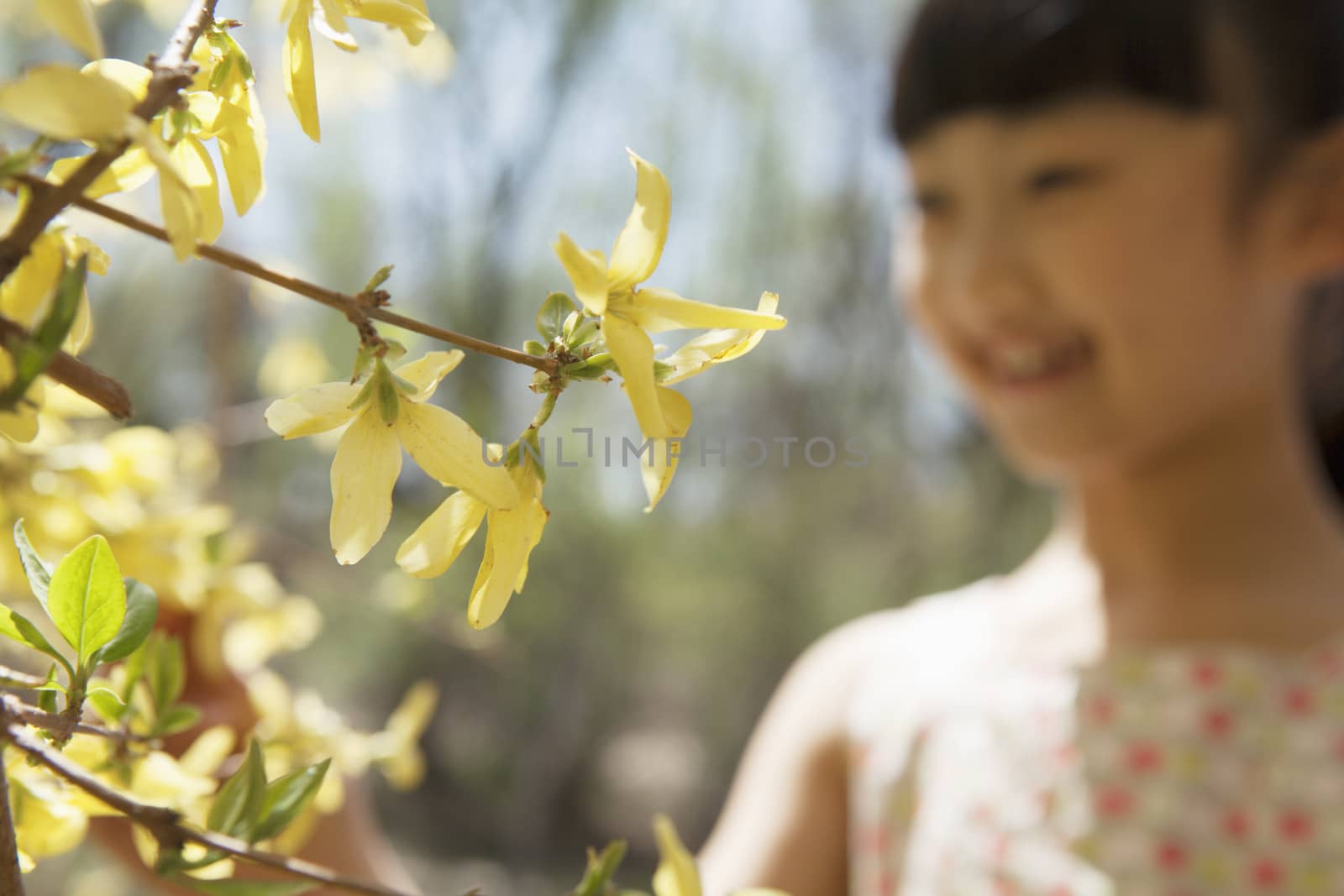Smiling young girl looking at the yellow blossoms on the tree in the park in springtime