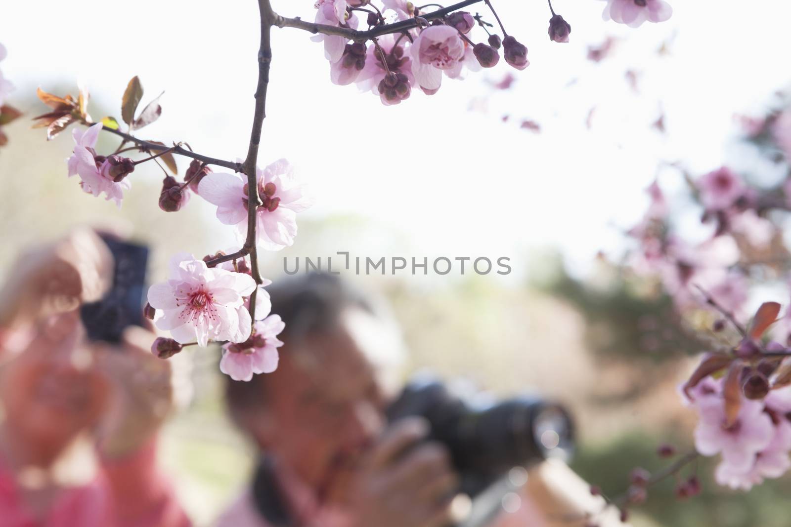 Close up of cherry blossoms on a branch with people taking photographs of them in the background, springtime, Beijing by XiXinXing