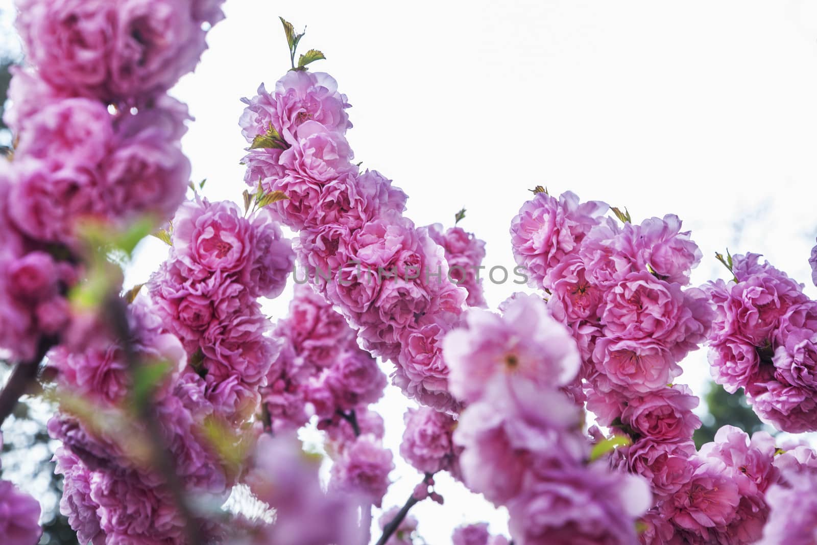 Close-up of pink cherry blossoms.