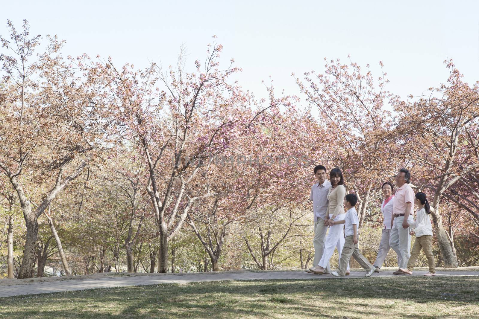 Multi-generational family taking a walk amongst the cherry trees in a park in springtime, Beijing by XiXinXing