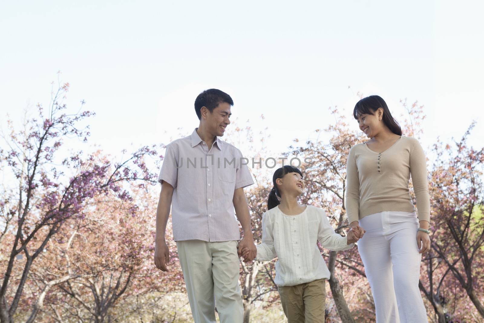 Happy family holding hands and taking a walk amongst the cherry trees in a park in springtime, Beijing