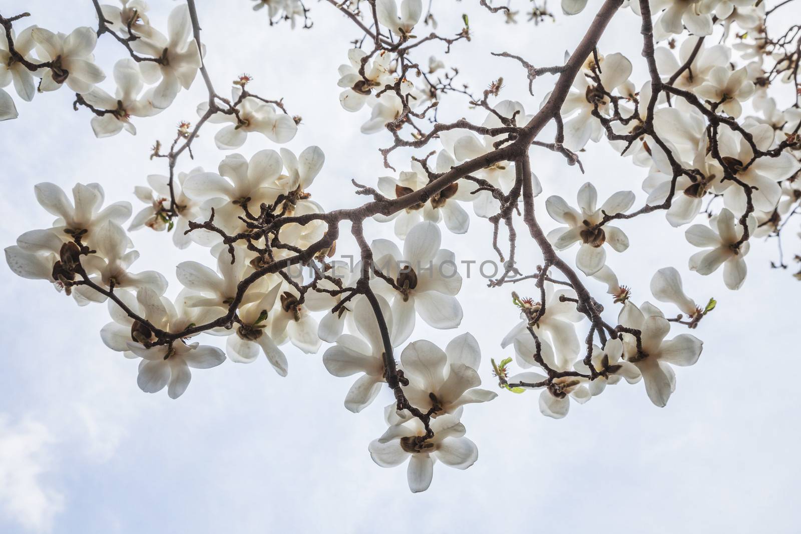 Close-up of white Magnolia tree blossoms.  by XiXinXing