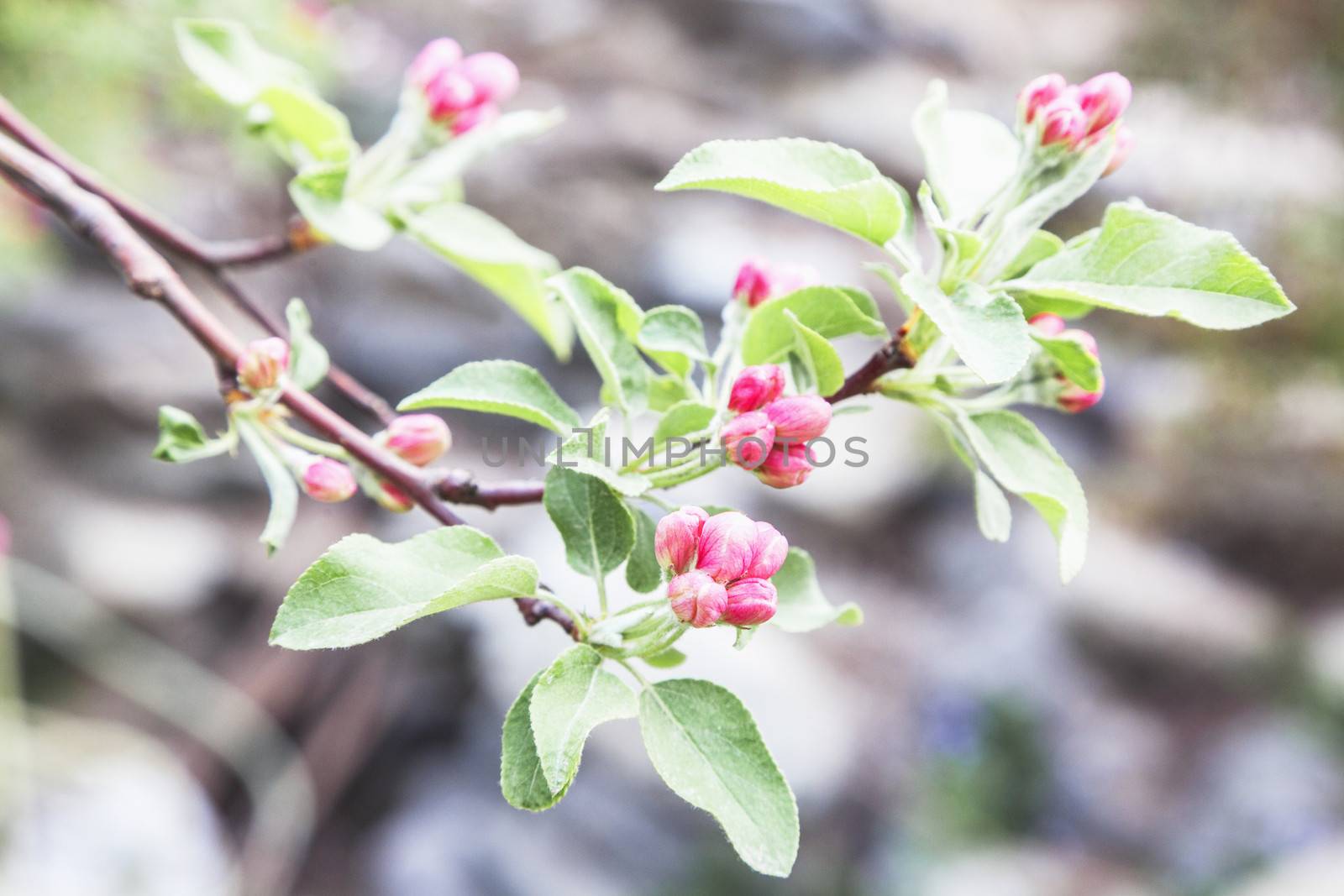 Close-up of pink cherry blossom buds. by XiXinXing