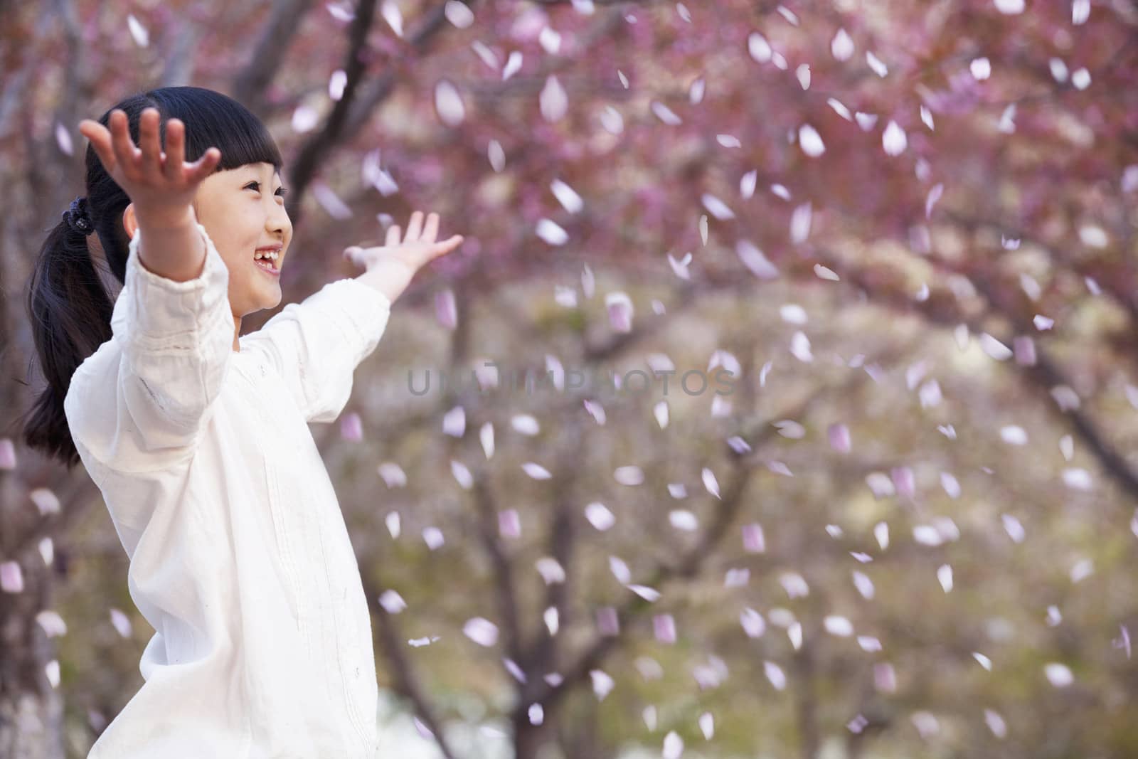 Happy young girl throwing cherry blossom petals in the air outside in a park in springtime by XiXinXing