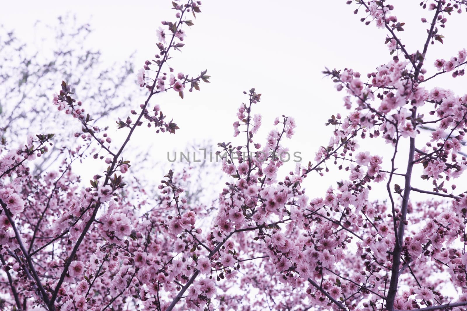 Cherry blossom tree and branches against the sky, outdoors, Beijing by XiXinXing