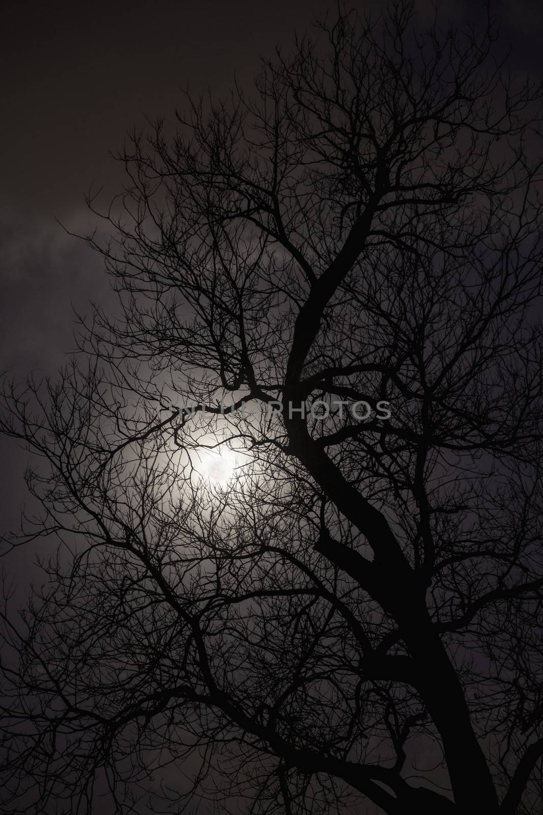 Silhouette of trees in the moonlight. 