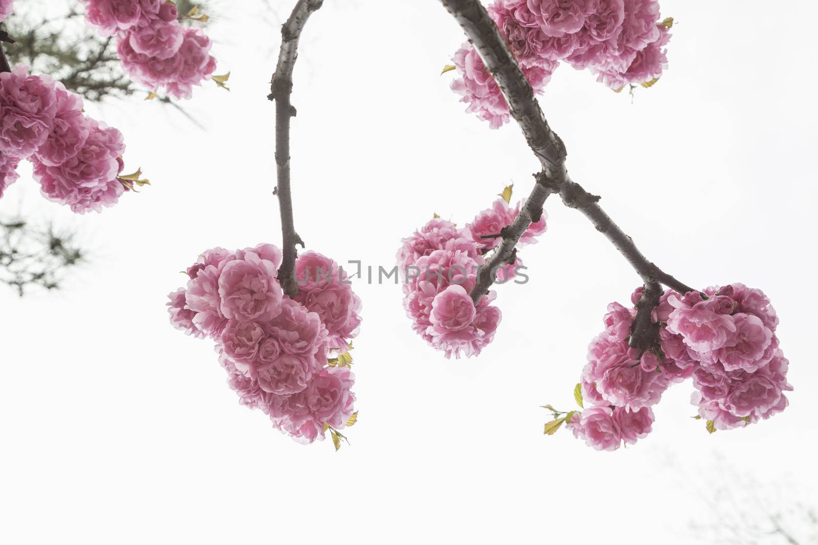 Close-up of pink cherry blossoms. by XiXinXing