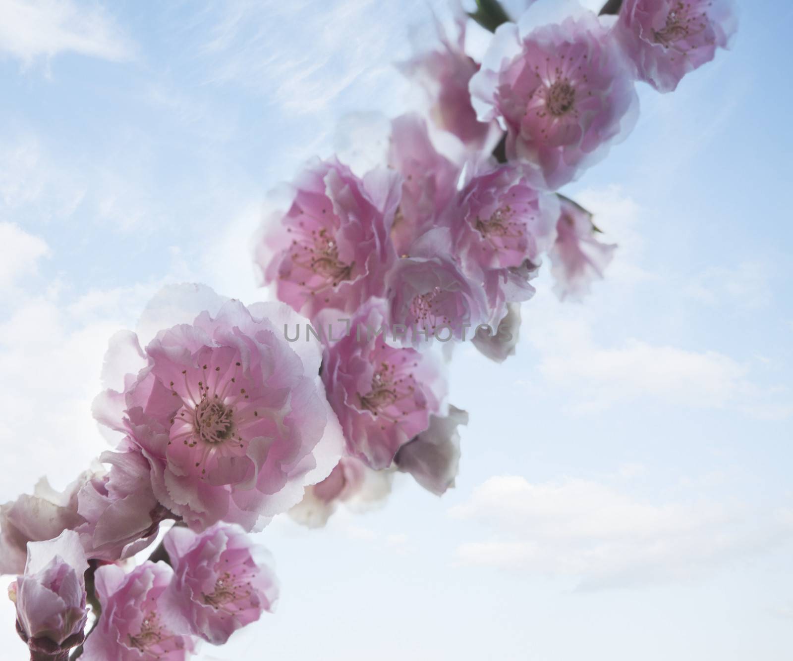 Close-up of pink cherry blossoms. by XiXinXing