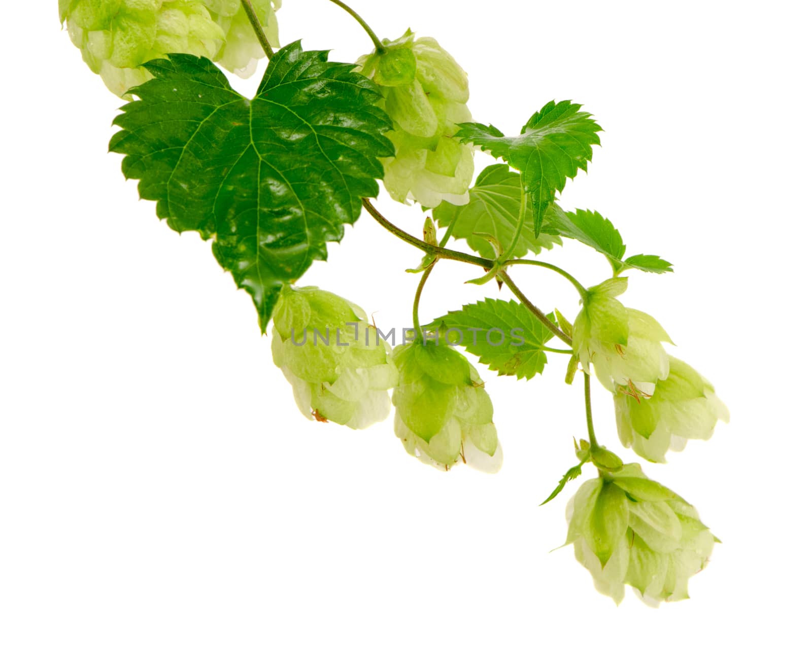 hop plant branch isolated on white background. natural beer production ingredient.