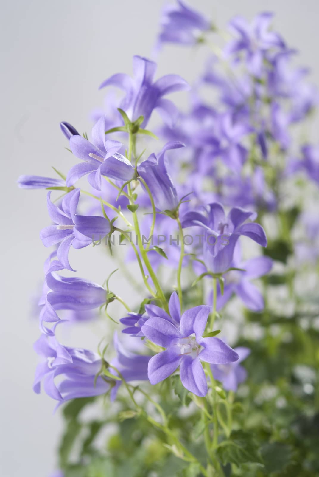 Campanula bell flowers on the grey background