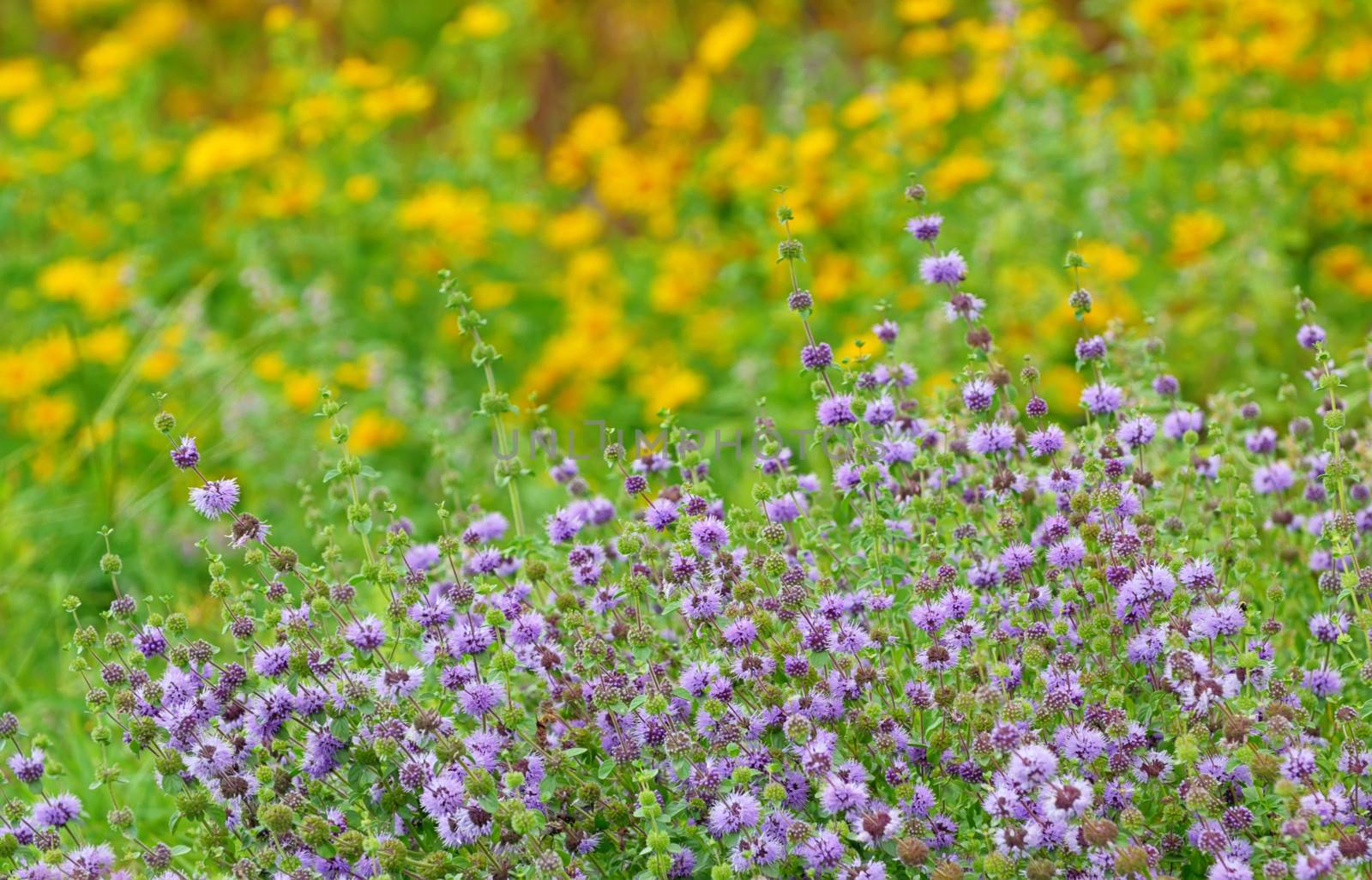 wild mint on field in summer time; closeup