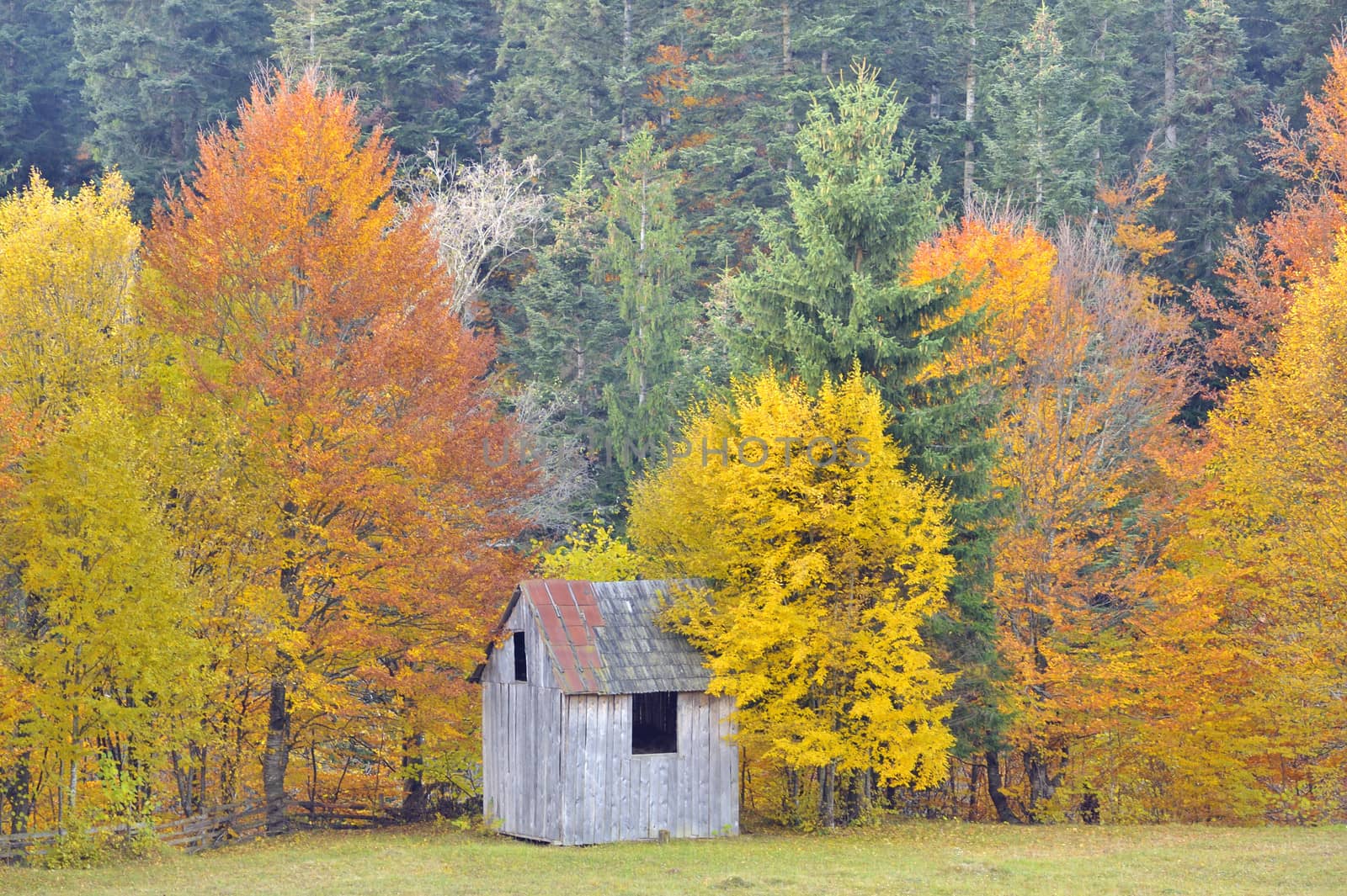 colors of autumn birch forest, closeup