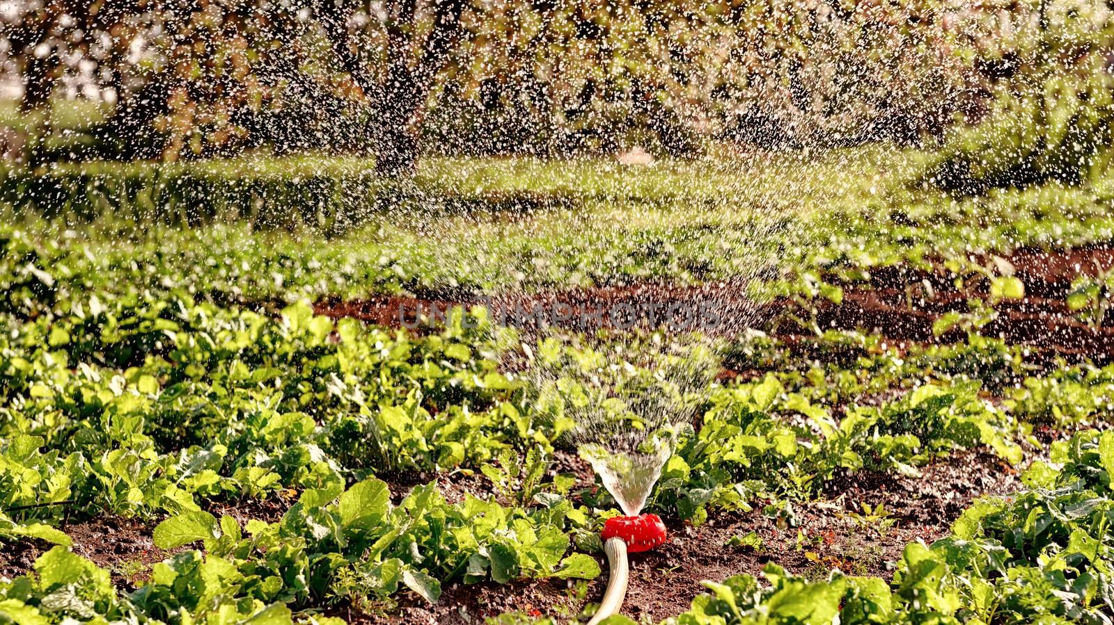 Pouring plants in a vegetable garden .