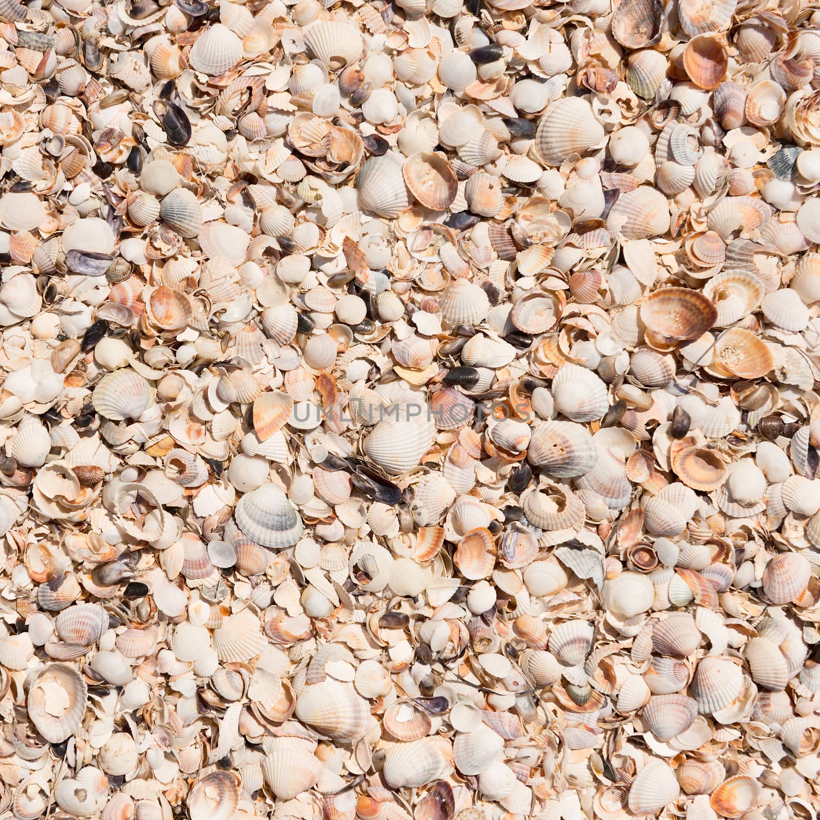 Background from shells in the sand .