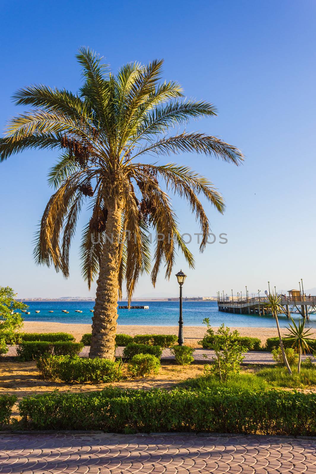 Palm trees on the beach in Egypt on the Red Sea