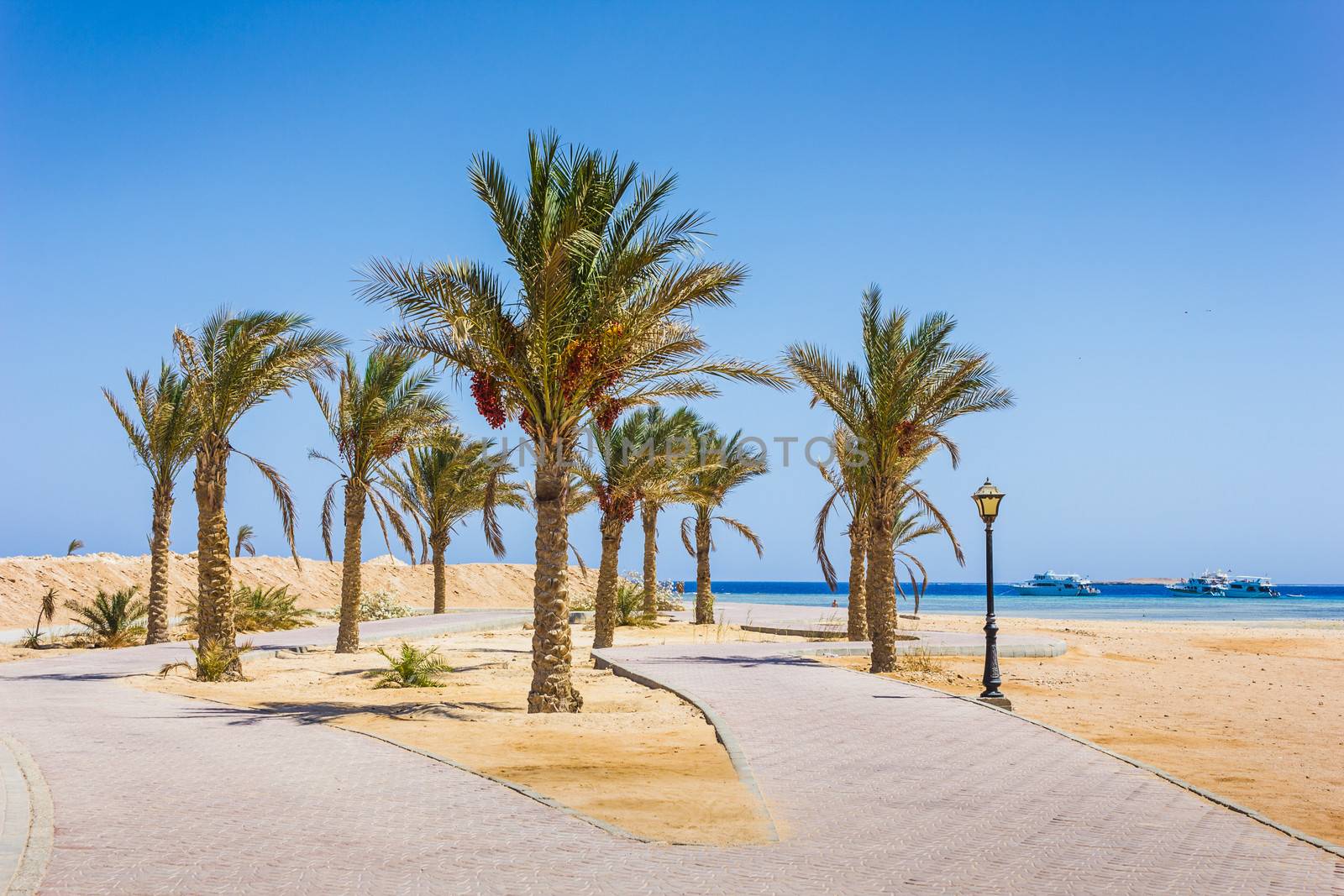 Palm trees on the beach in Egypt on the Red Sea