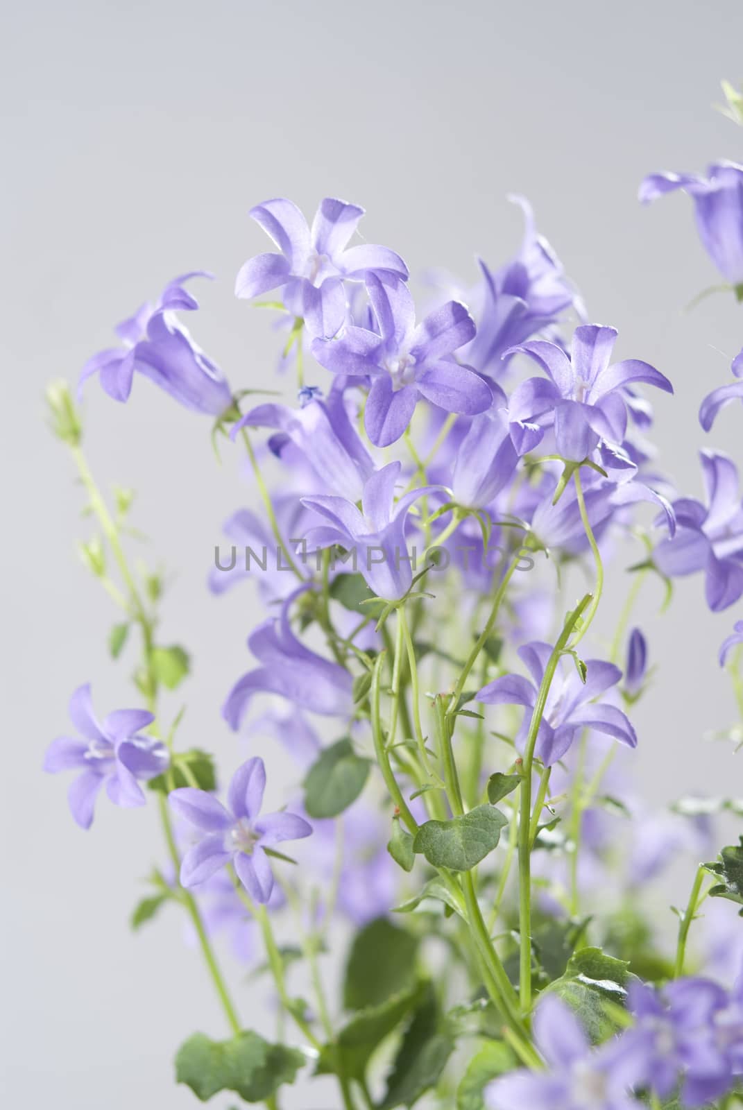 Campanula bell flowers on the grey background