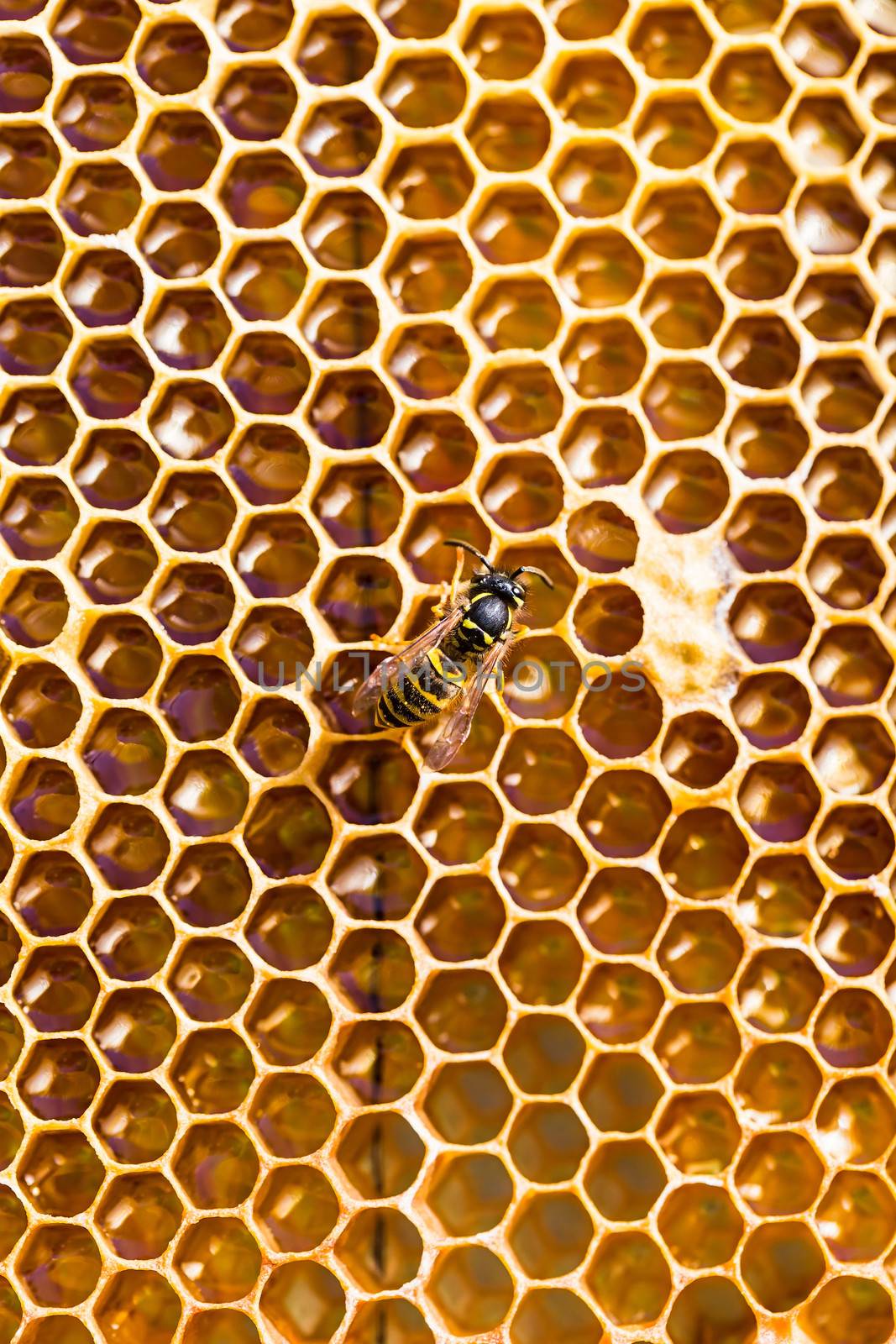 close-up texture of a honeycomb with honey