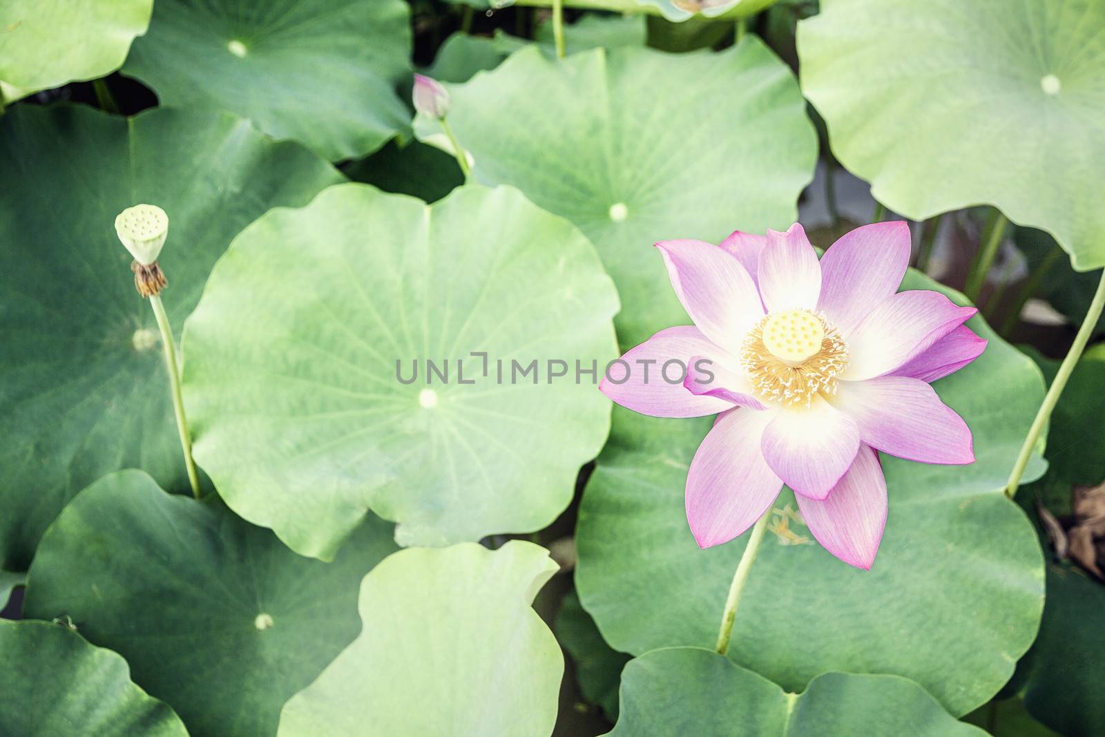 Close-up of pink lotus flower on a lake in China  by XiXinXing