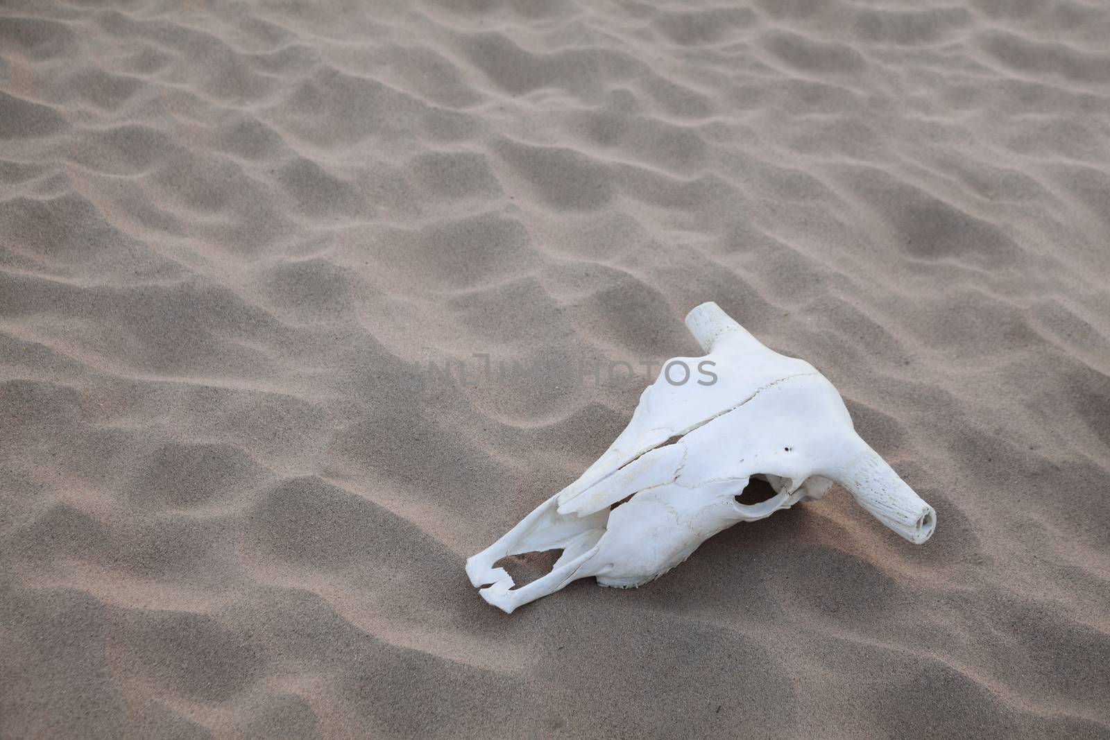 Animal skull lying on the sand in the middle of the desert