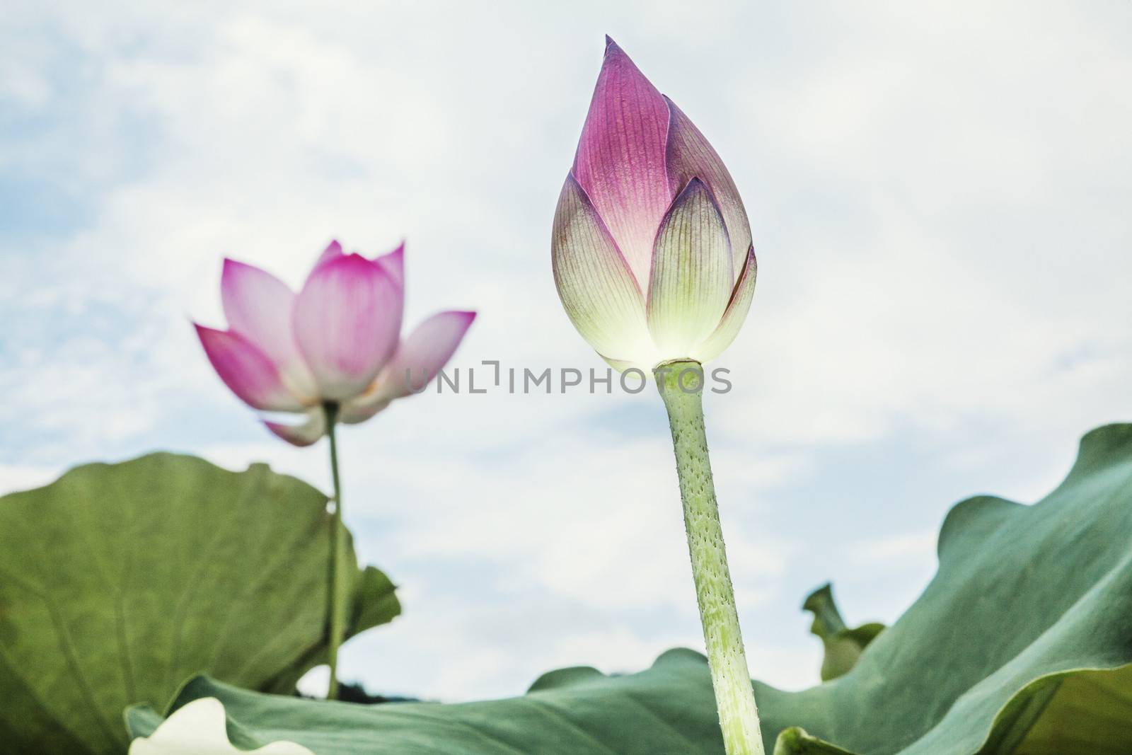 Close-up of pink lotus flower, China 