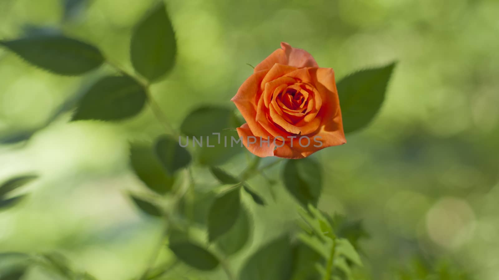 Red Rose on the Branch in the Garden