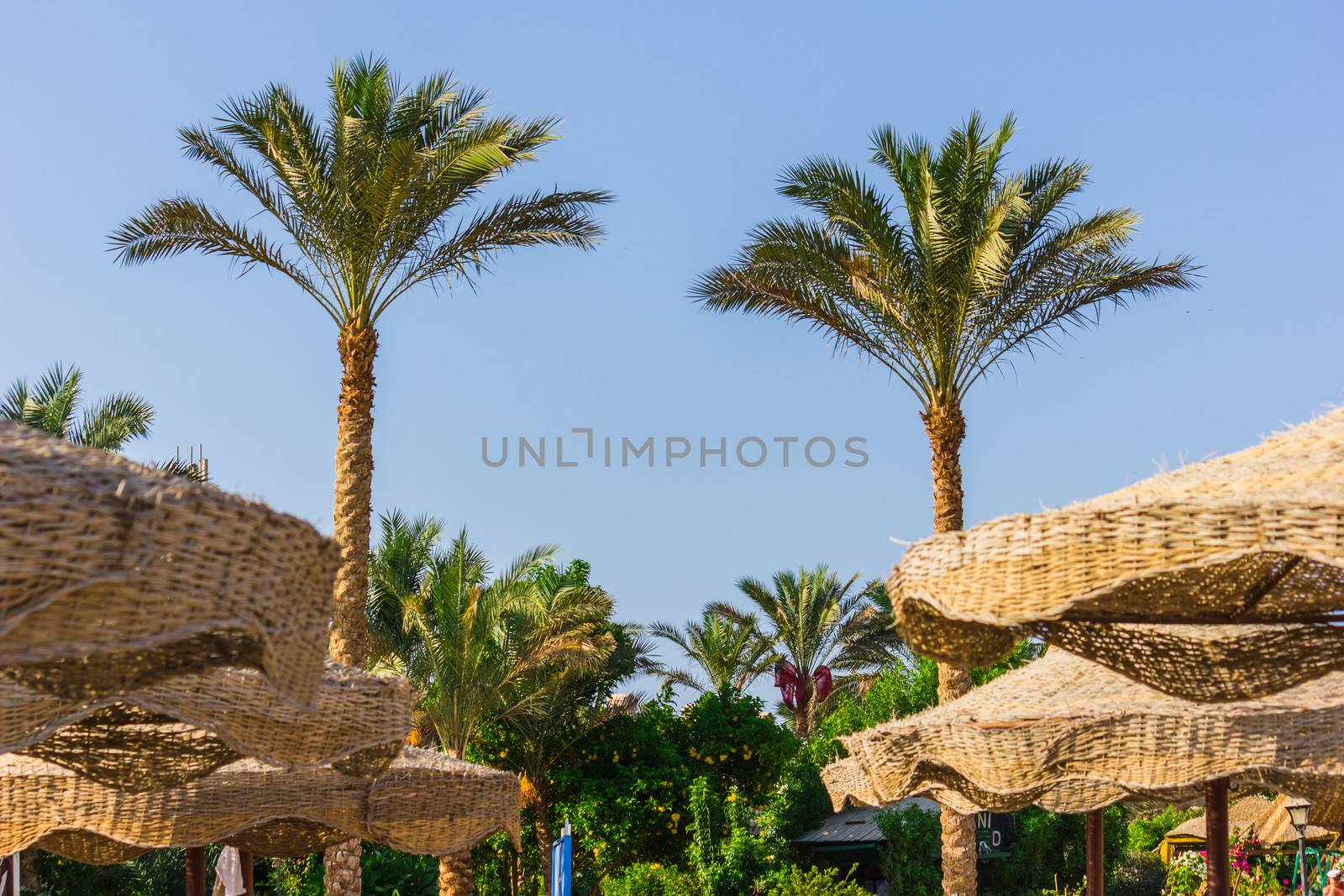 Palm trees on the beach by oleg_zhukov