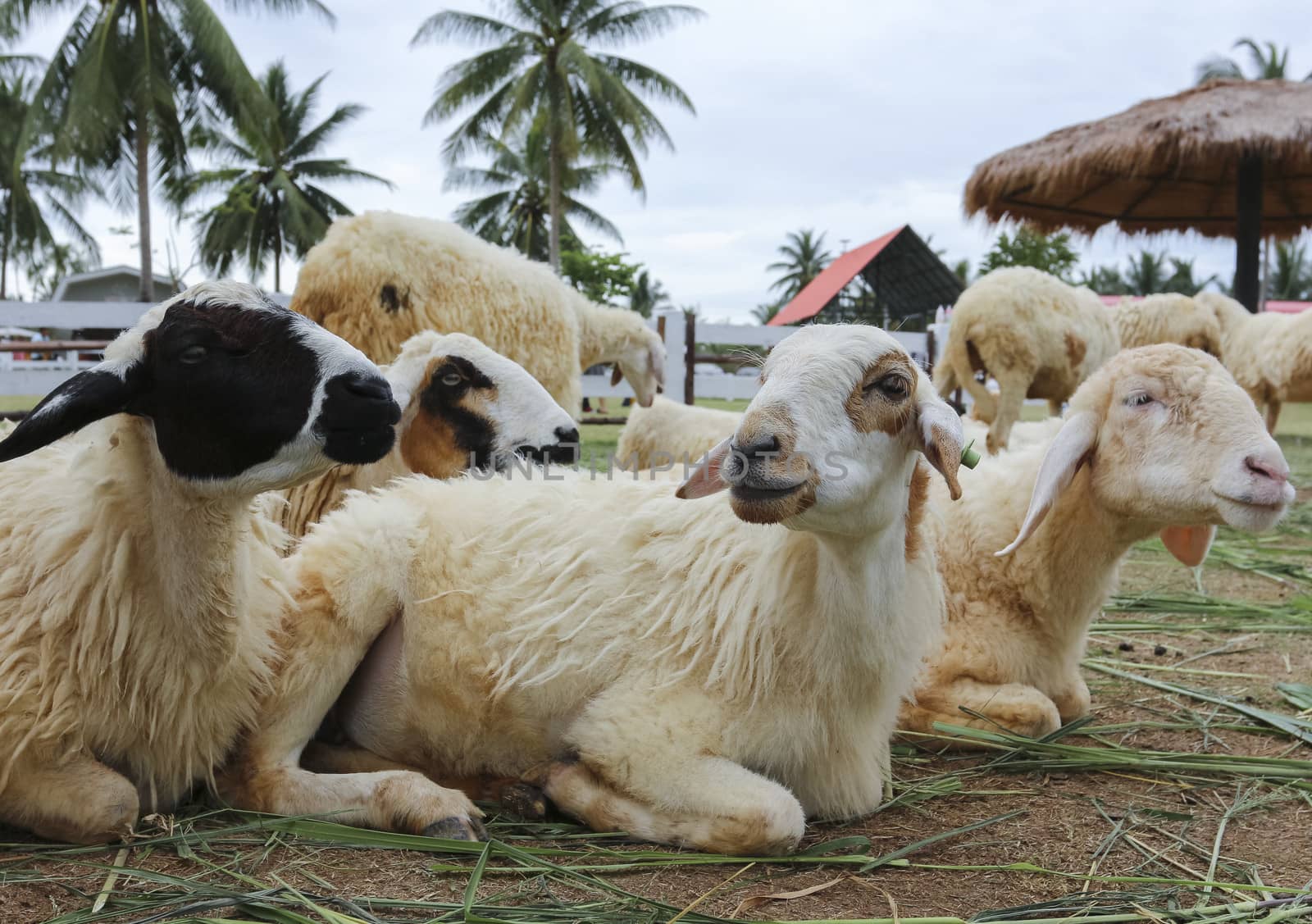 Life of animal farm , "Pattaya sheep farm" Thailand