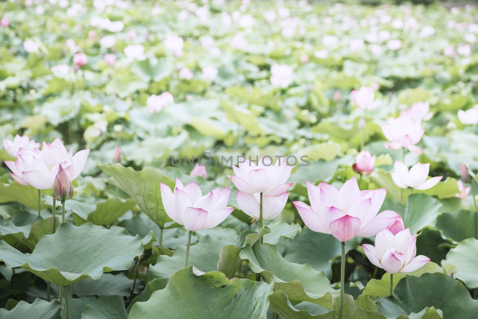 Pink lotus flower on a lake in China by XiXinXing