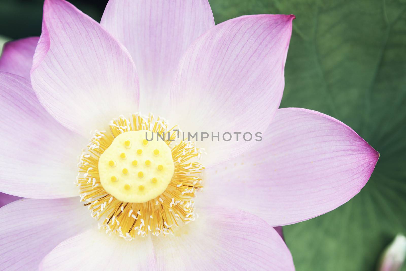 Close-up of pink lotus flower, China  by XiXinXing