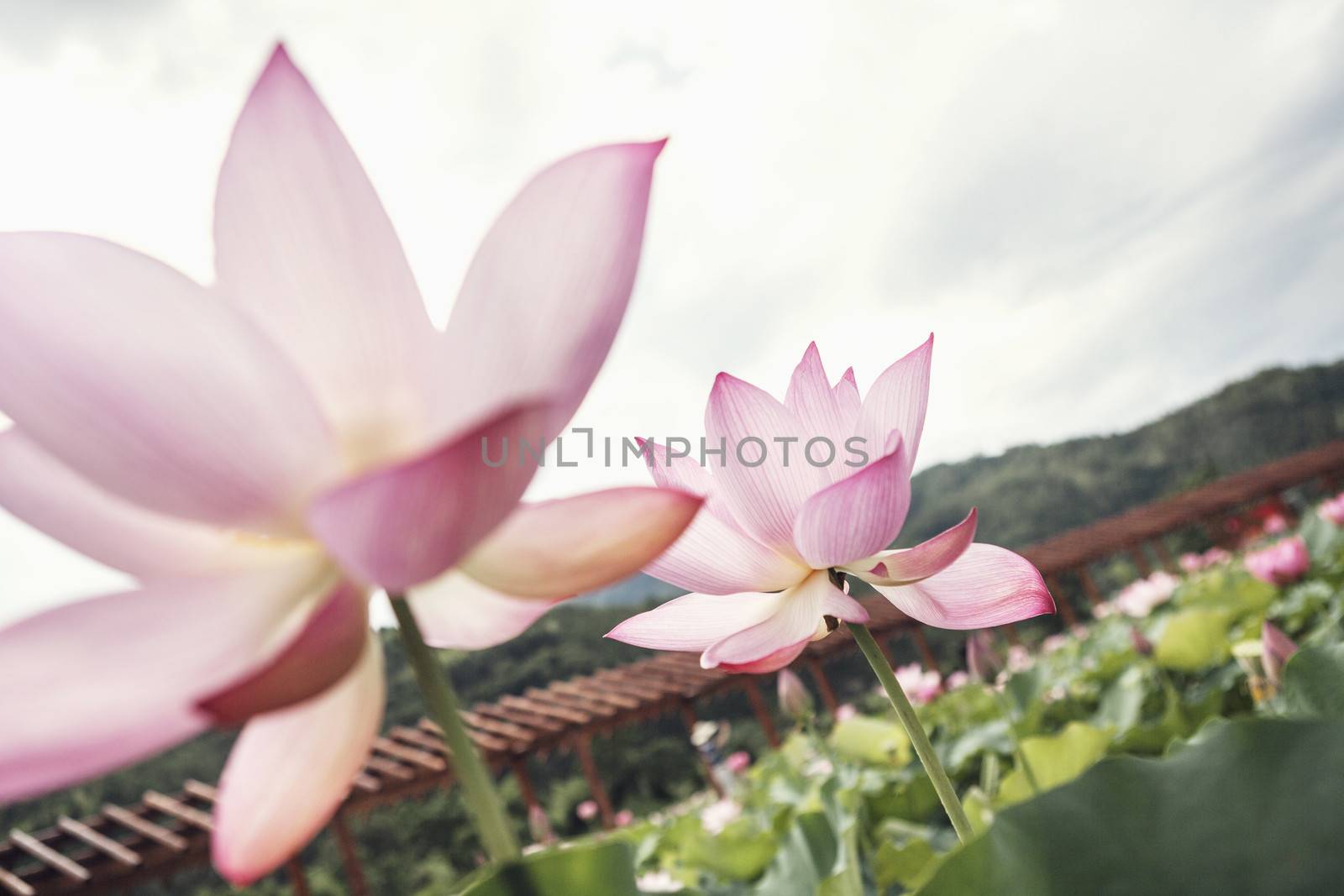 Close-up of two pink lotus flowers on a lake, China  by XiXinXing