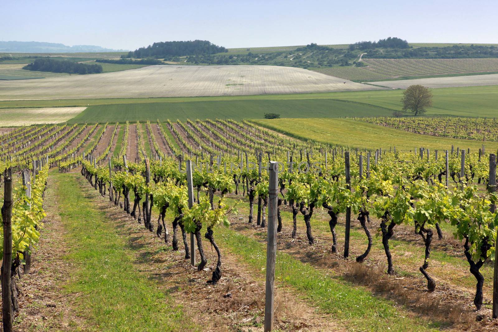 vineyard by phovoir