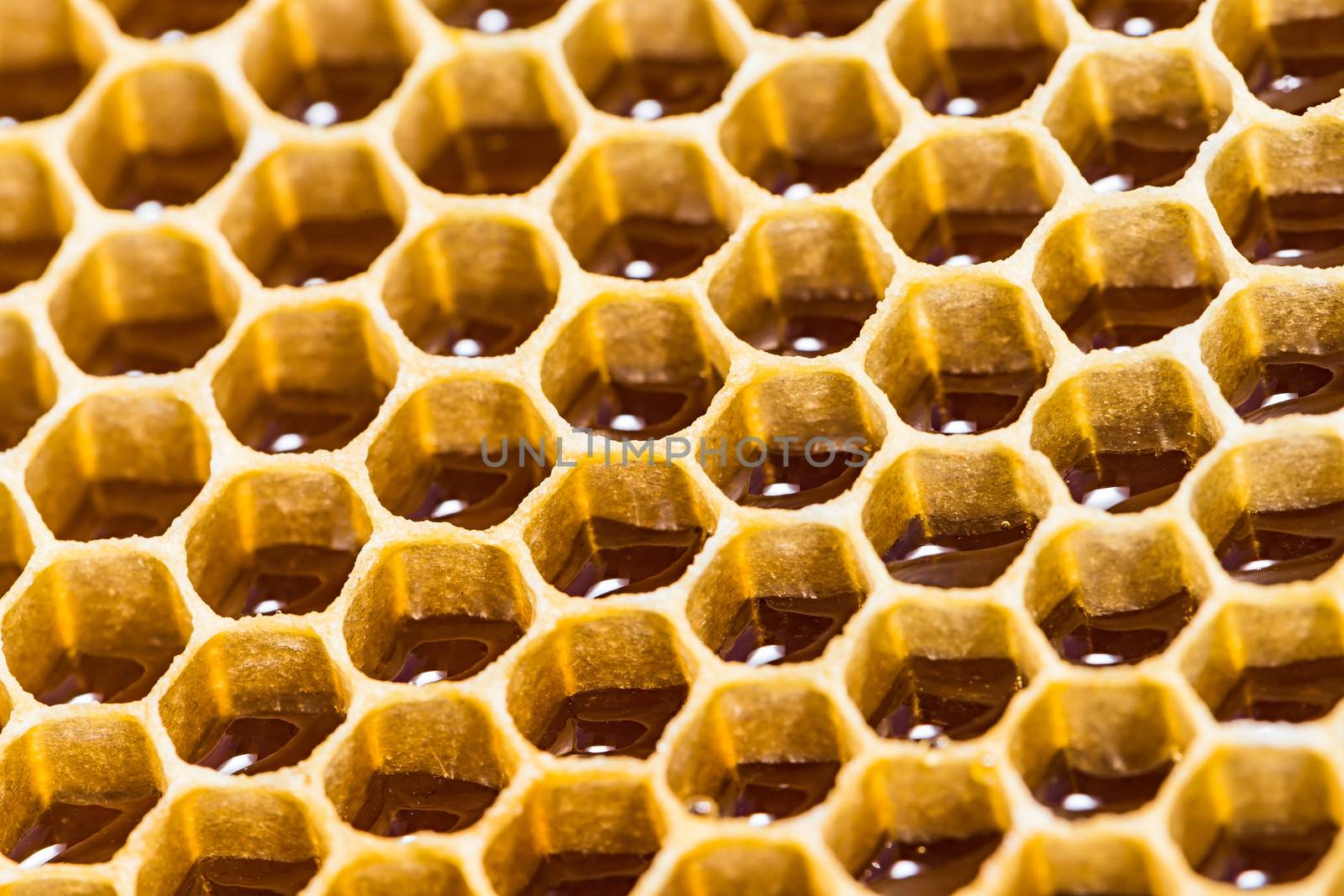 close-up texture of a honeycomb with honey