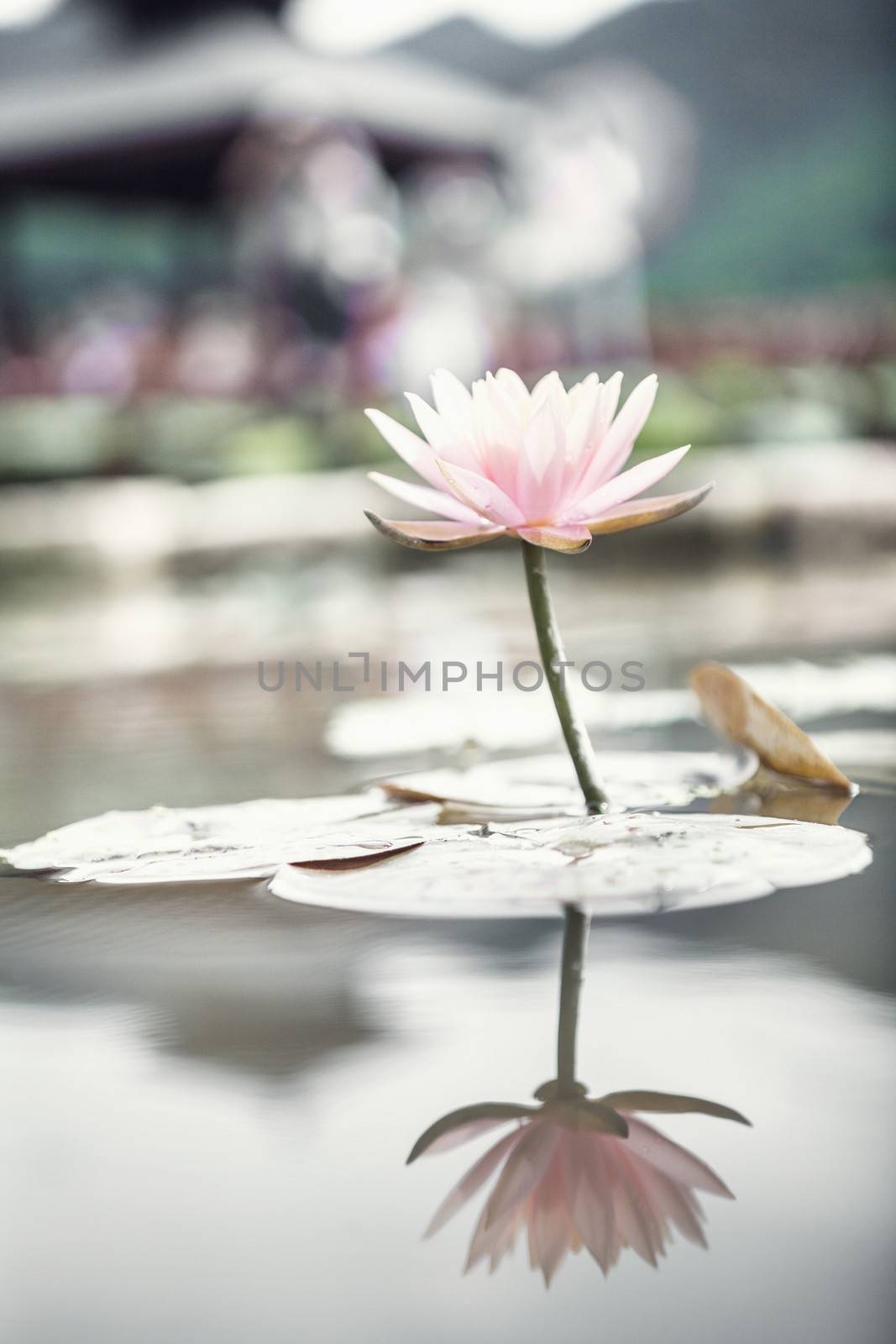 Close-up of pink lotus flower on a lake in China, reflection in the water  by XiXinXing
