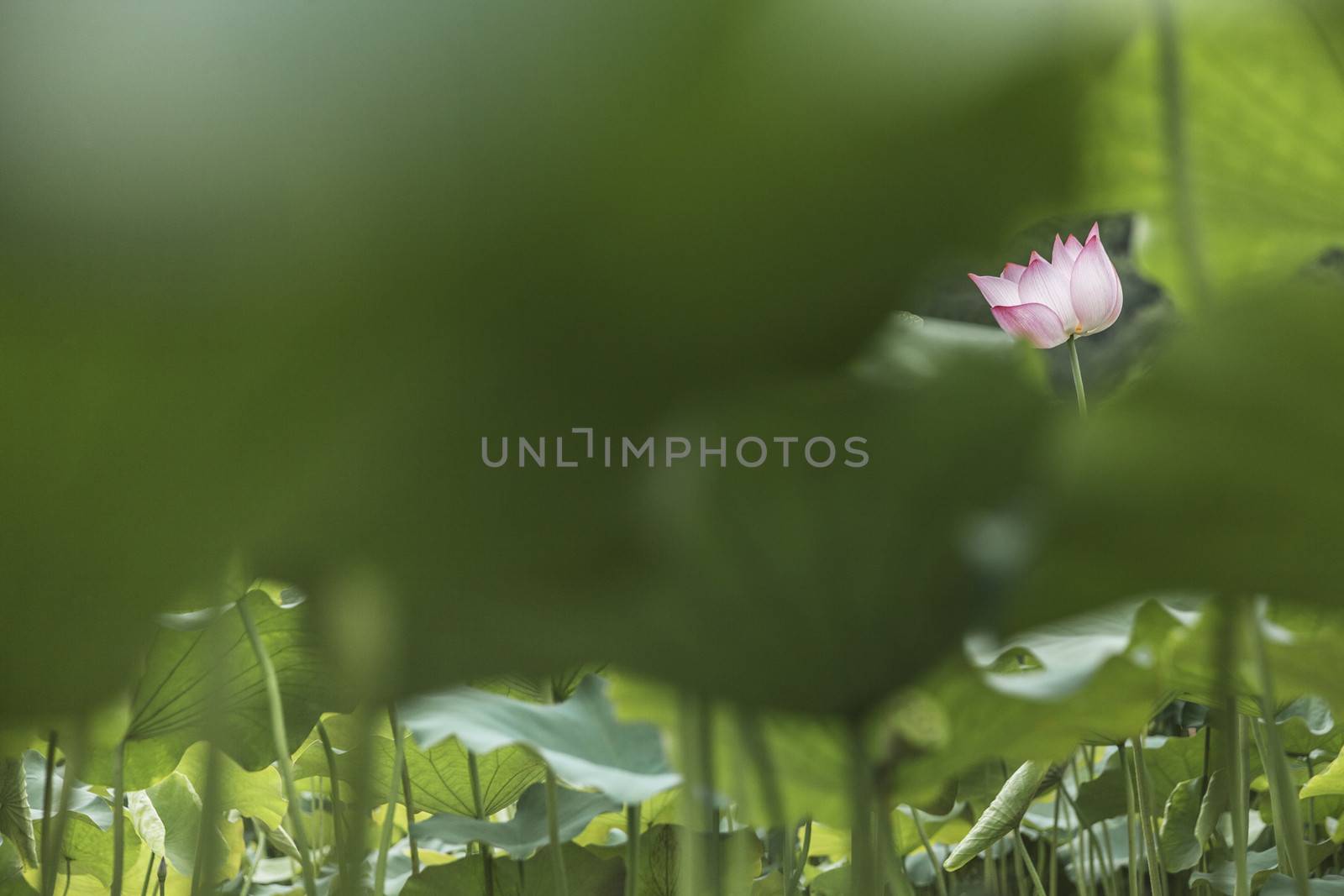 Pink lotus flower on a lake in China