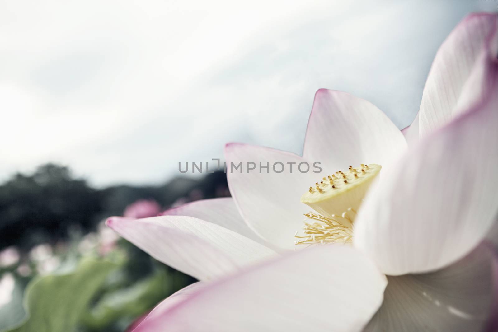 Close-up of pink lotus flower, China 