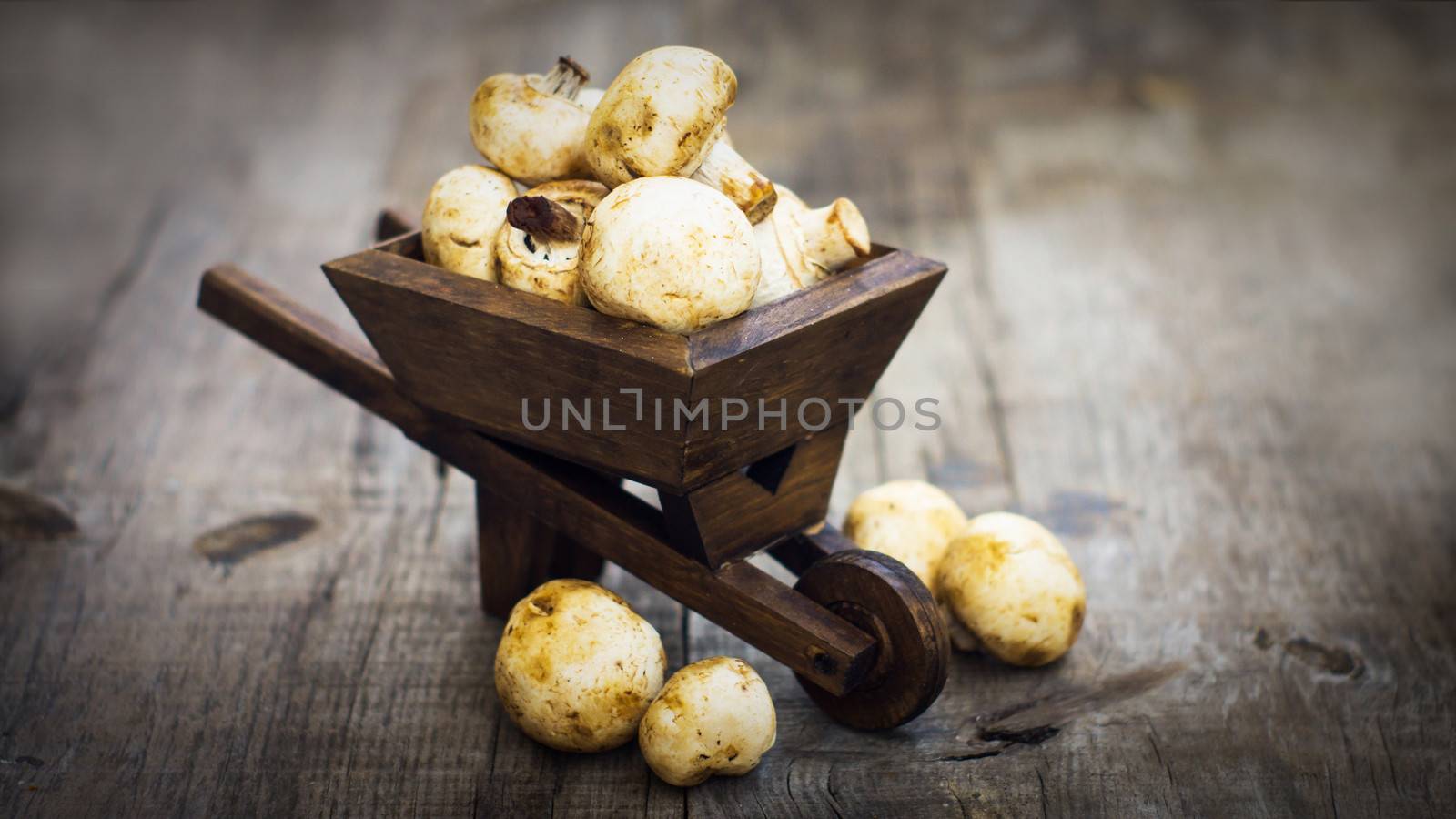 Fresh Muschrooms in a miniature wheelbarrow on wooden background