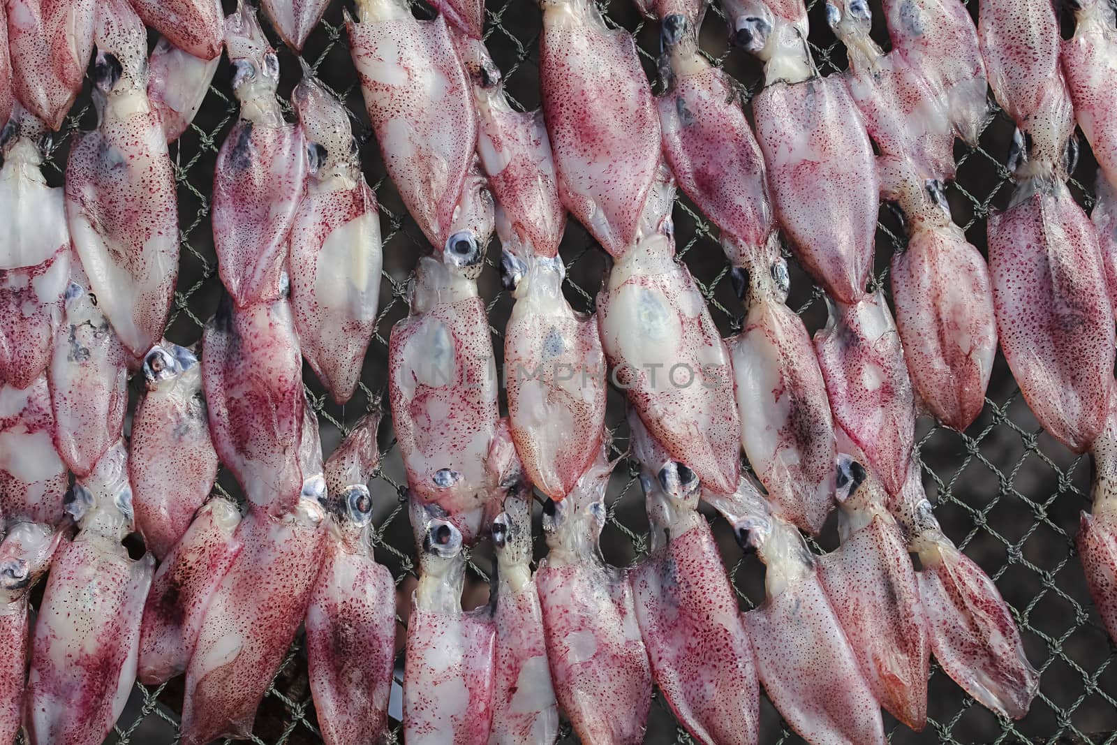 Dried squid at the fishing village in summer day , Eastern of  Thailand