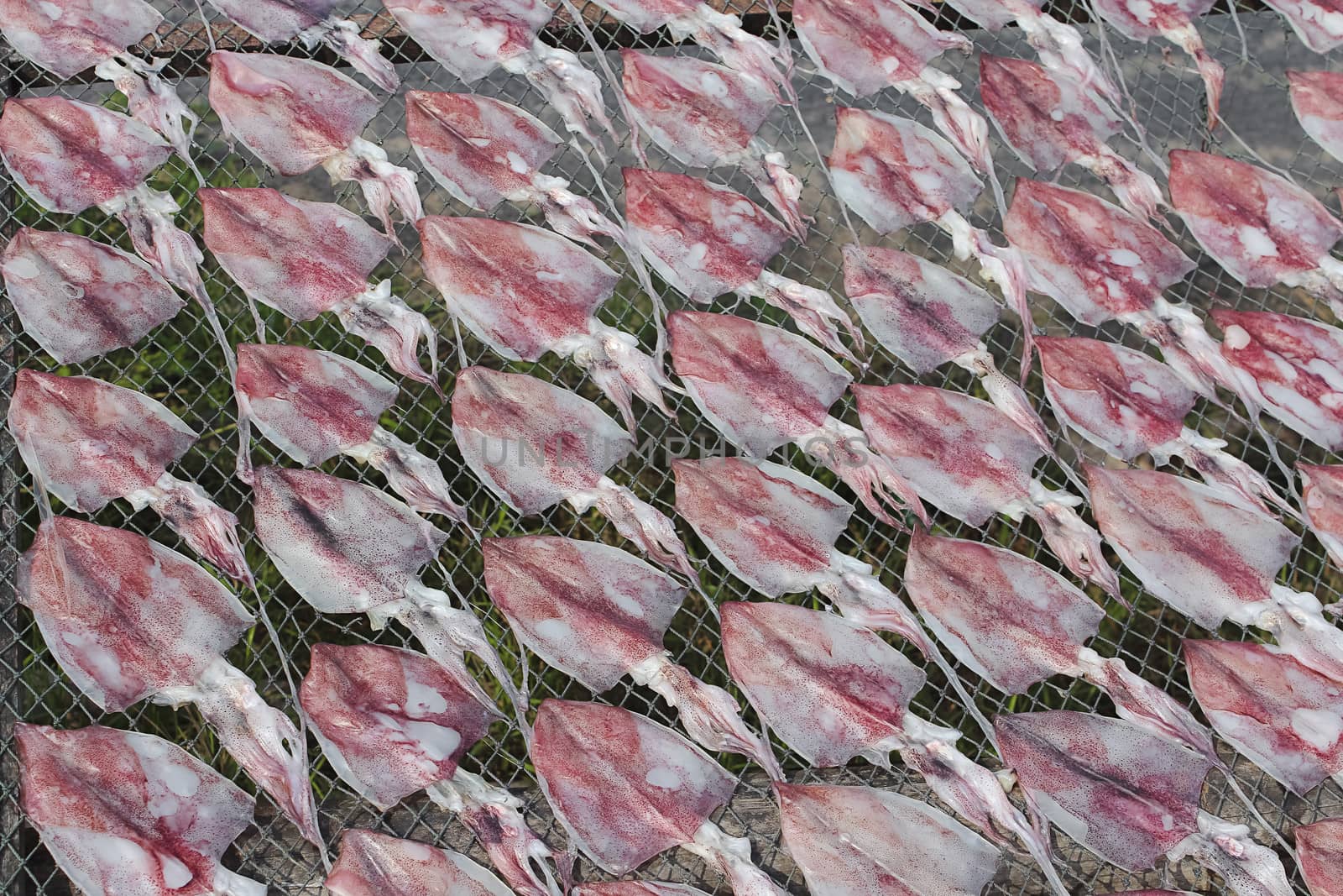 Dried squid at the fishing village in summer day , Eastern of  Thailand