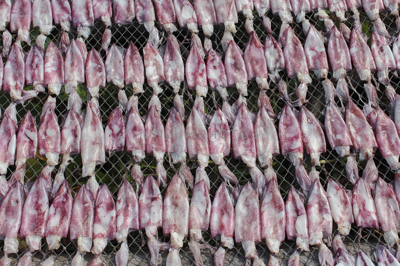 Dried squid at the fishing village in summer day , Eastern of  Thailand
