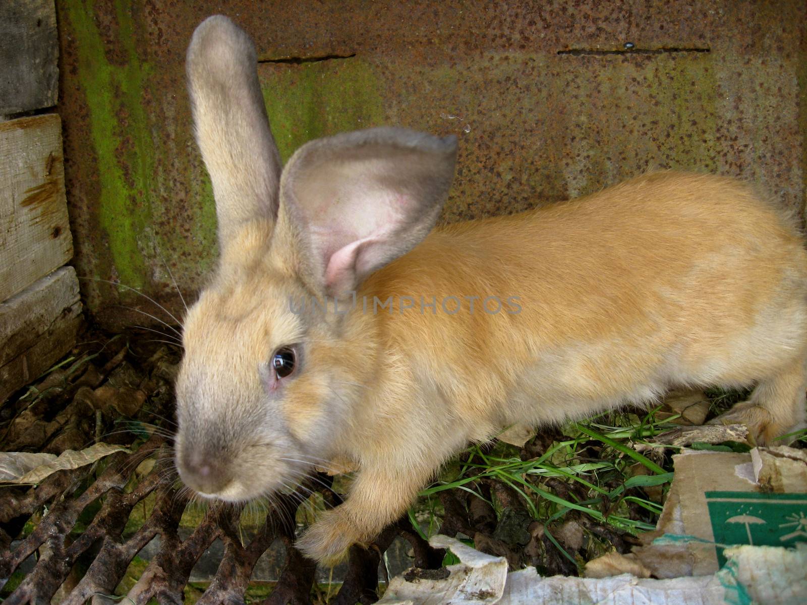 image of small nice brown rabbit behind a bar