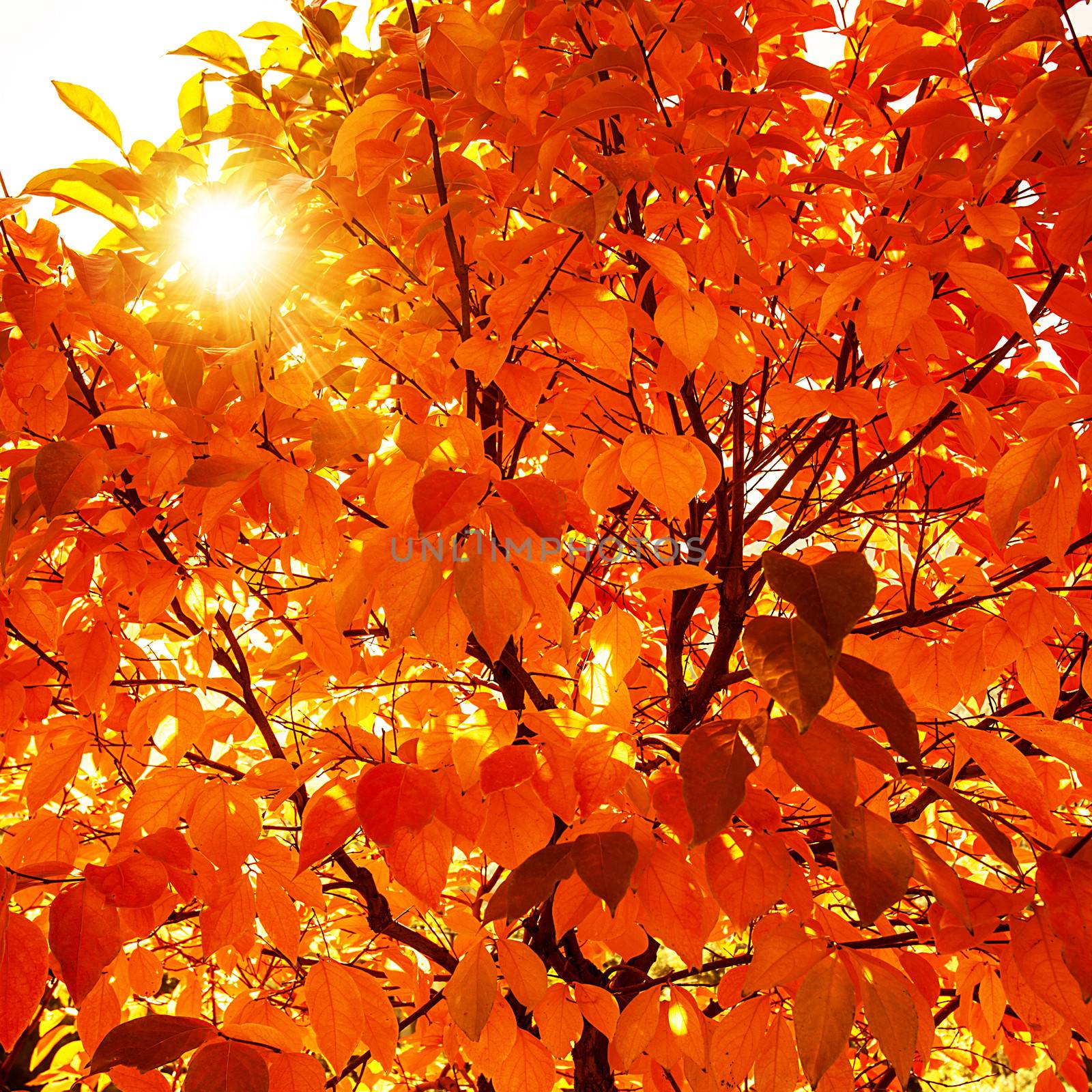 Natural autumn background by Anna_Omelchenko