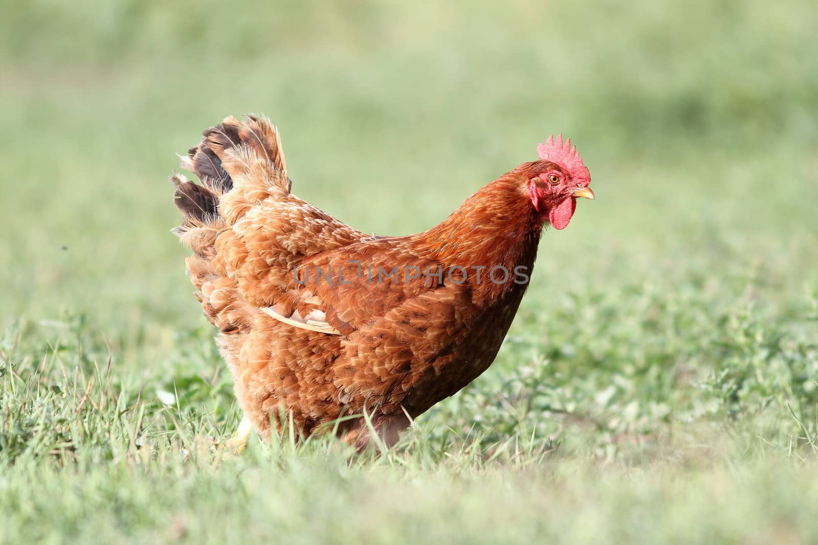 brown hen looking for food in the farm yard