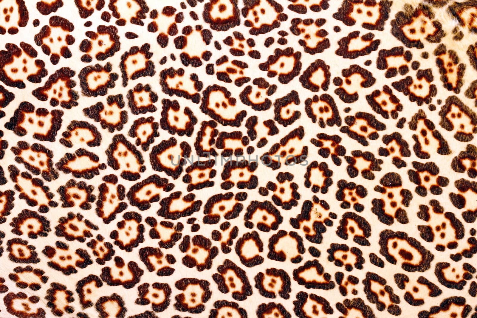 closeup of colorful leopard fur, beautiful natural texture