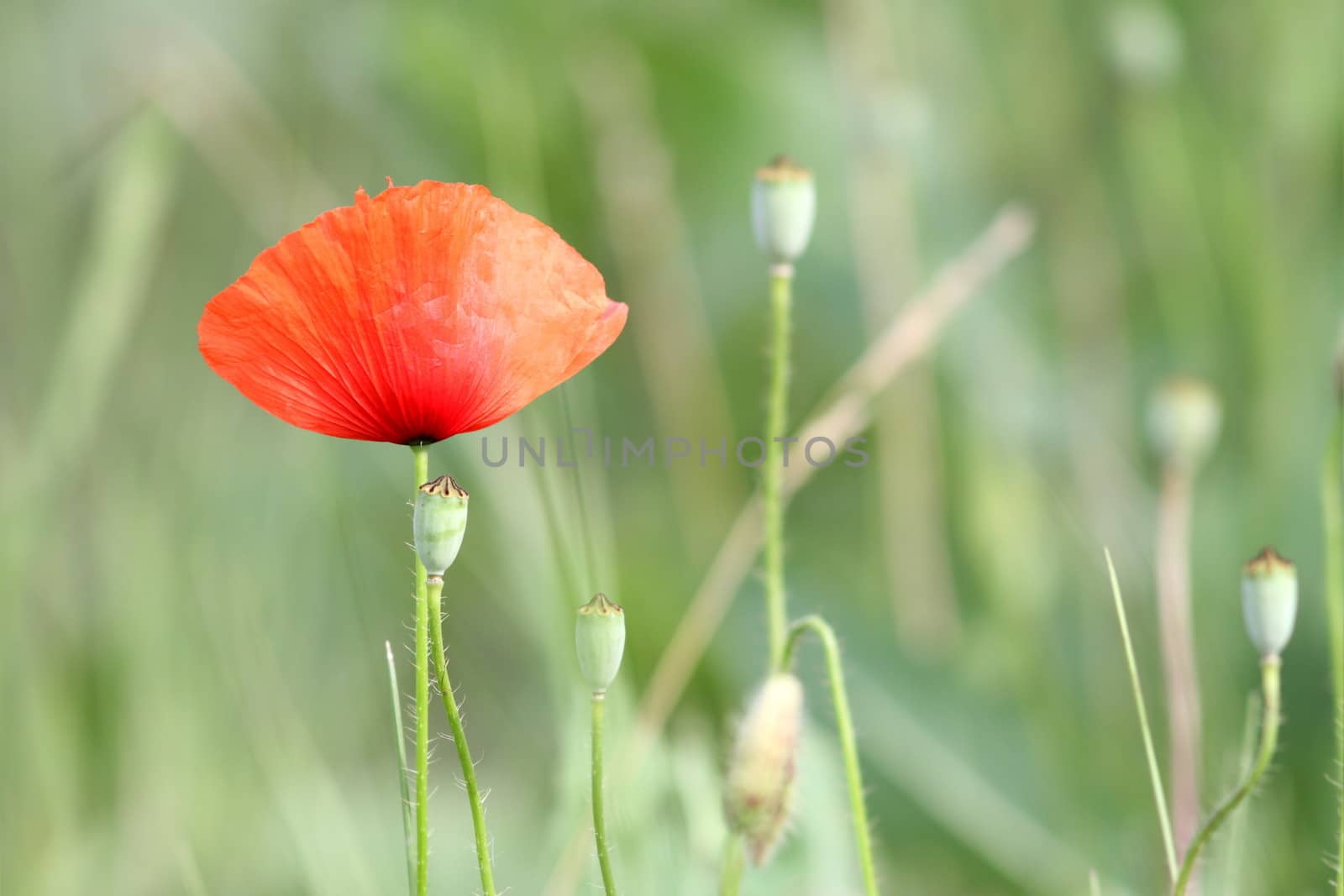 red poppy in the field, beautiful wild summer flower