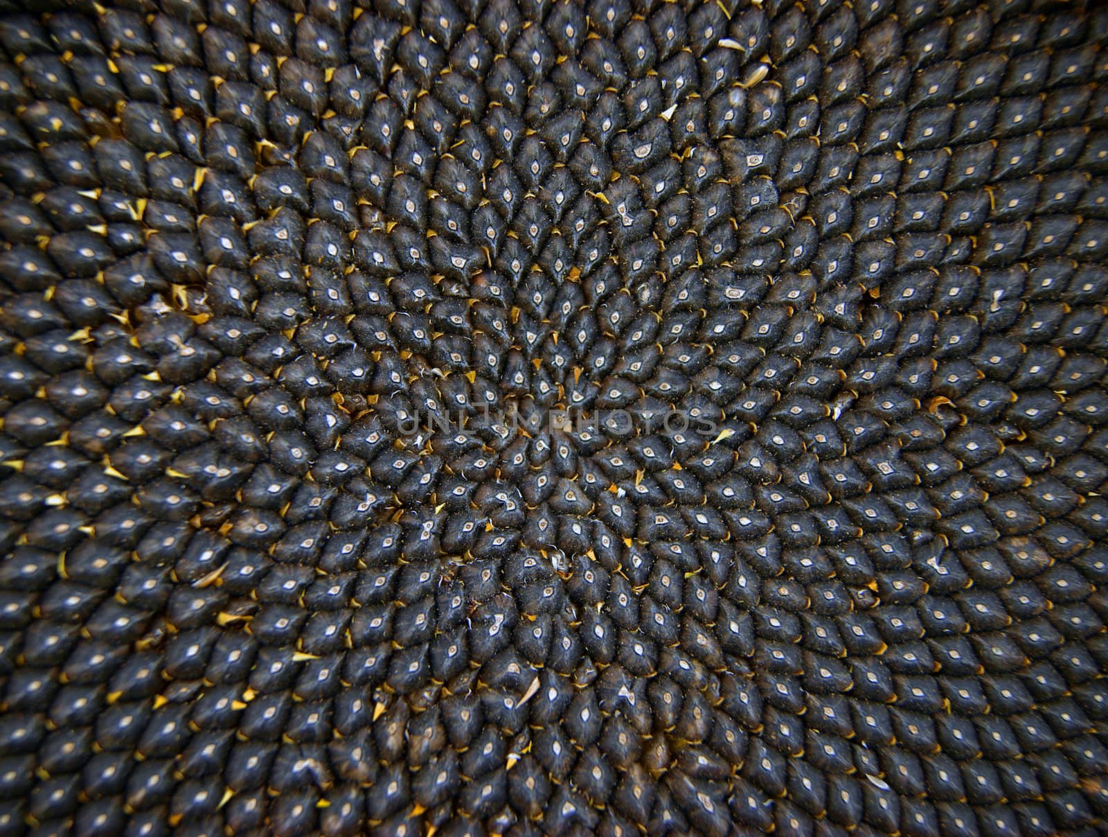 Close up of the seeds in sunflower.