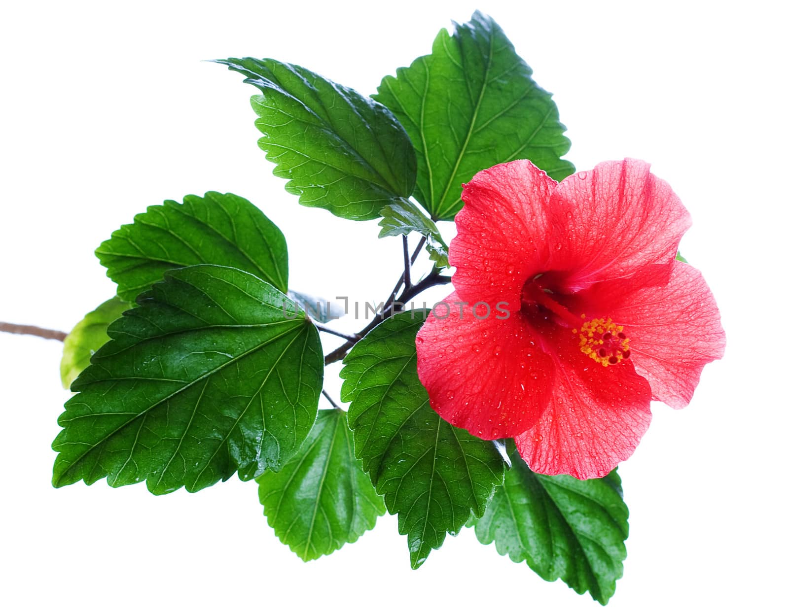 Macro of China Rose flower on white background