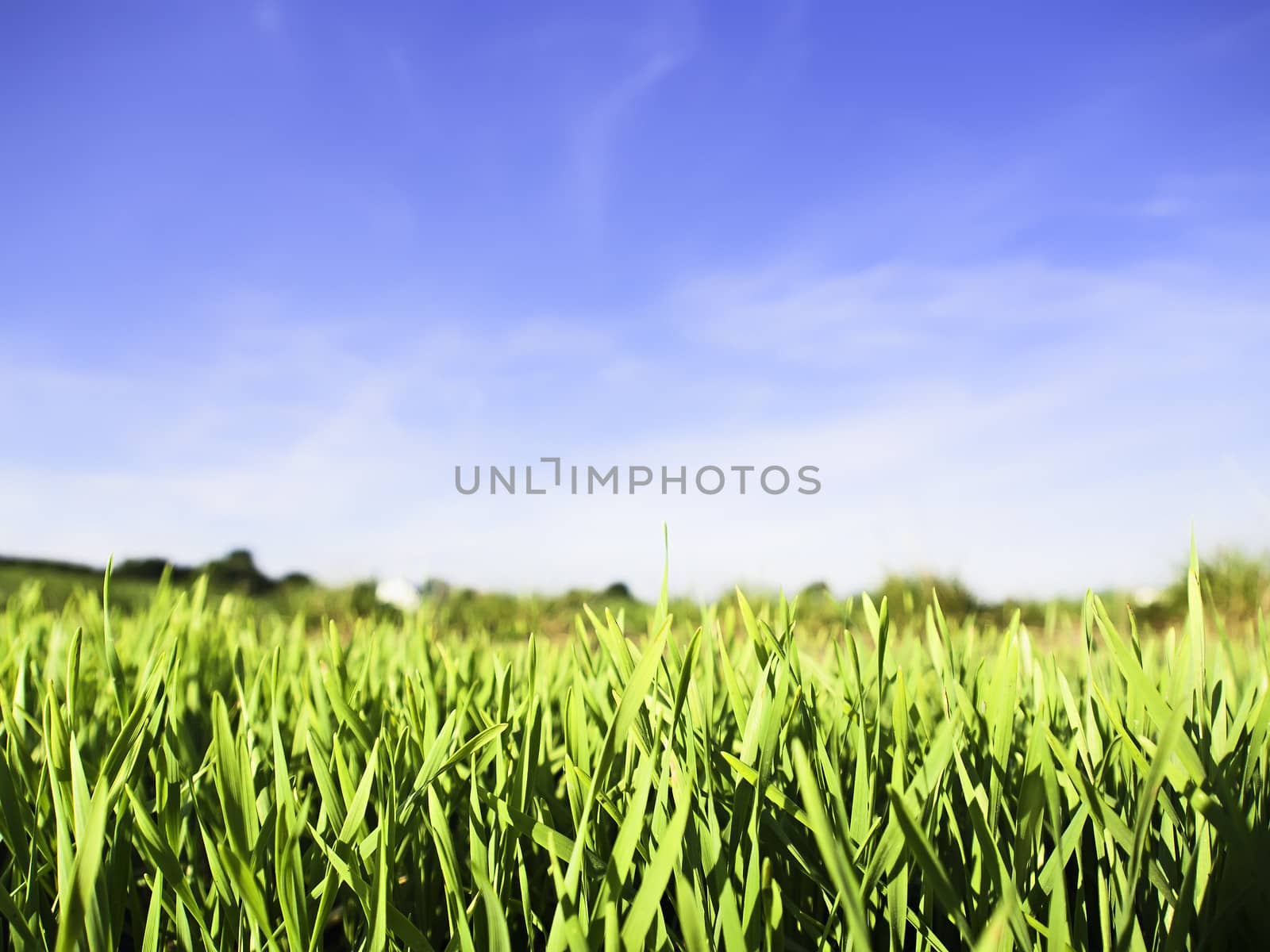 Closup of green grass with blue sky in background