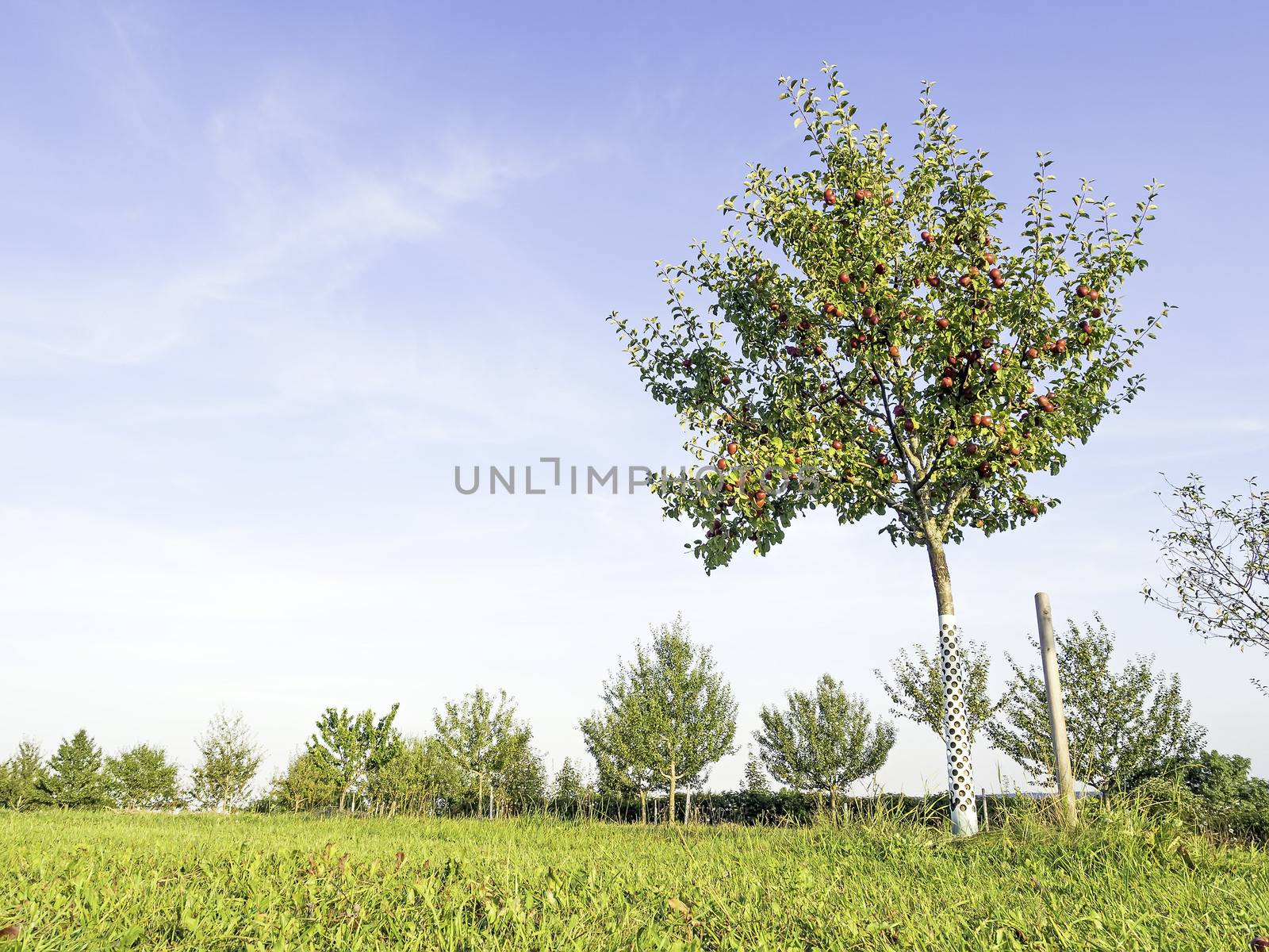 Picture of an orchard with apple tree on green meadow