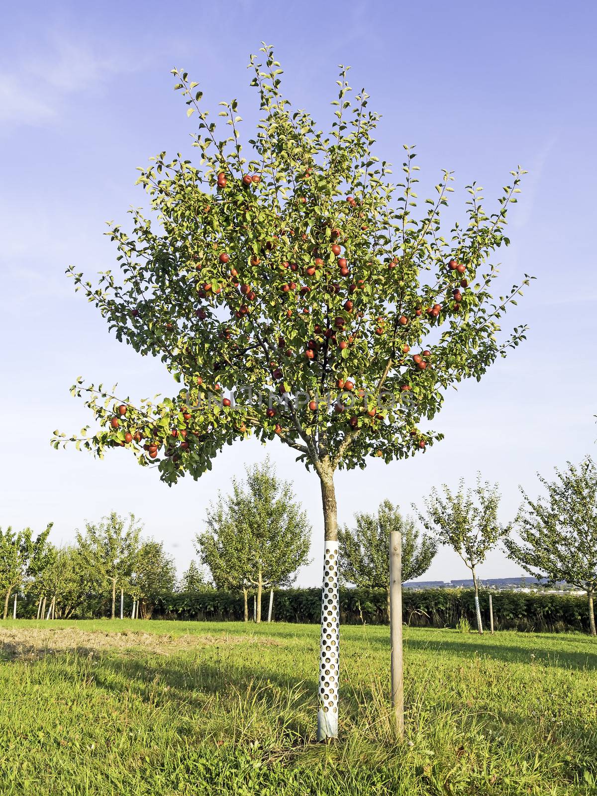 Picture of an apple tree on a green meadow